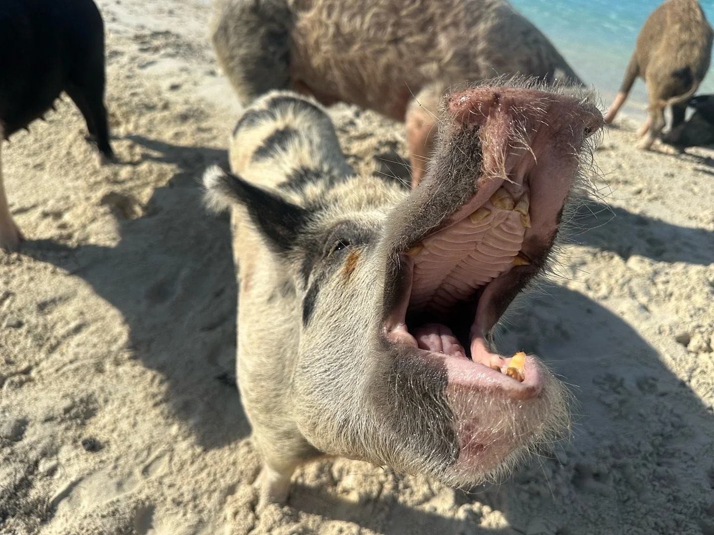 Smiling into the weekend like&hellip; 😄 #exumas #bahamas #swimmingpigs #bigmajorscay #ladyj