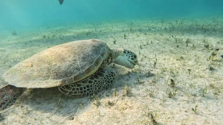 Less than a week away until Lady J is reunited with our friends in the Exumas! Summer is right around the corner and not a better place to spend a week full of excursions, snorkeling, and hanging at the beaches of all the beautiful islands Bahamas ha