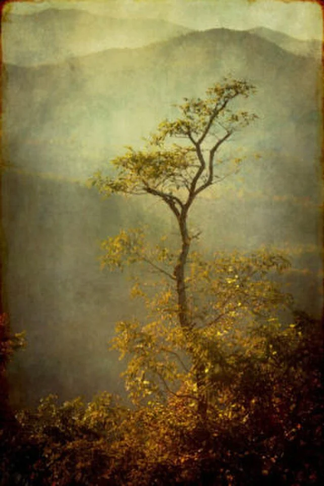 The Tree in Drought -- a Passage by Alexandra Ranieri