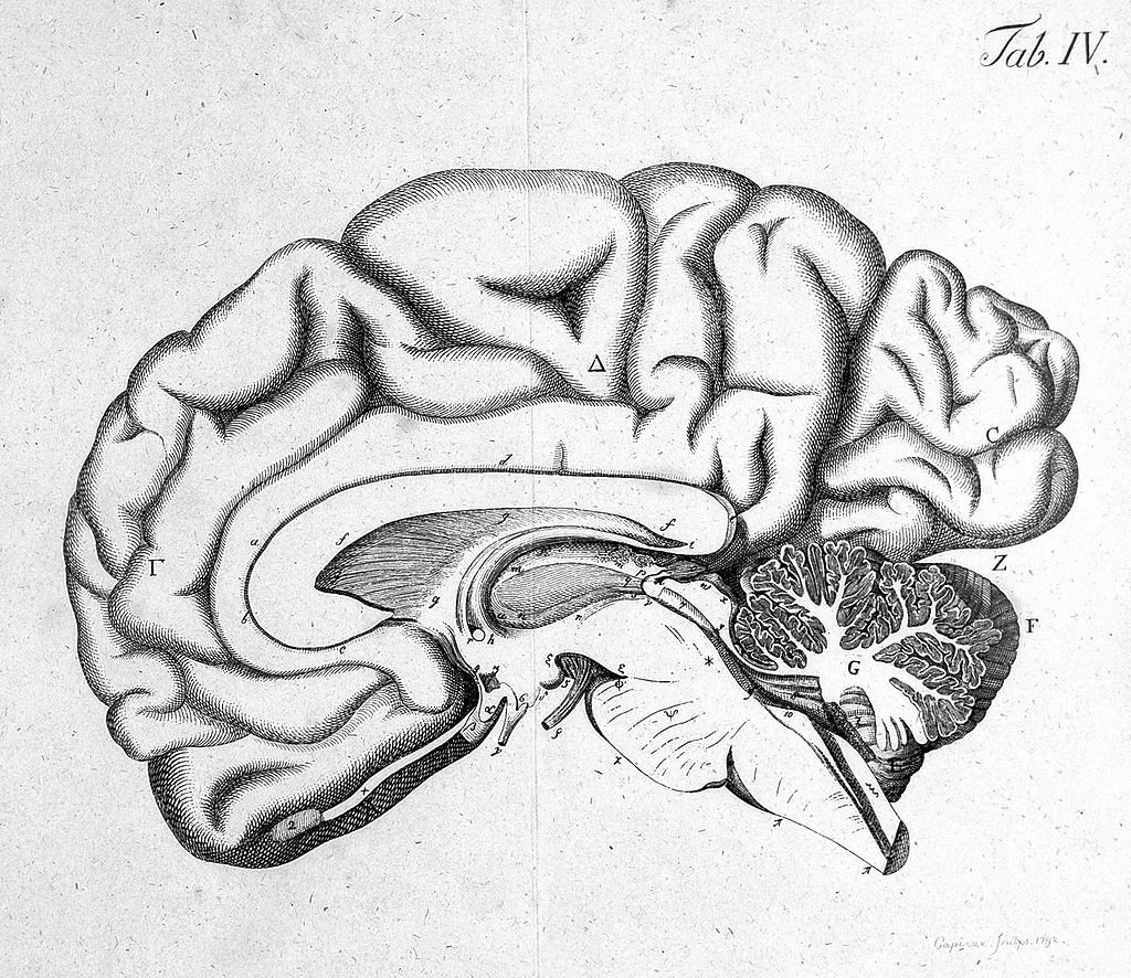 The Brain as King and Minister -- a Passage