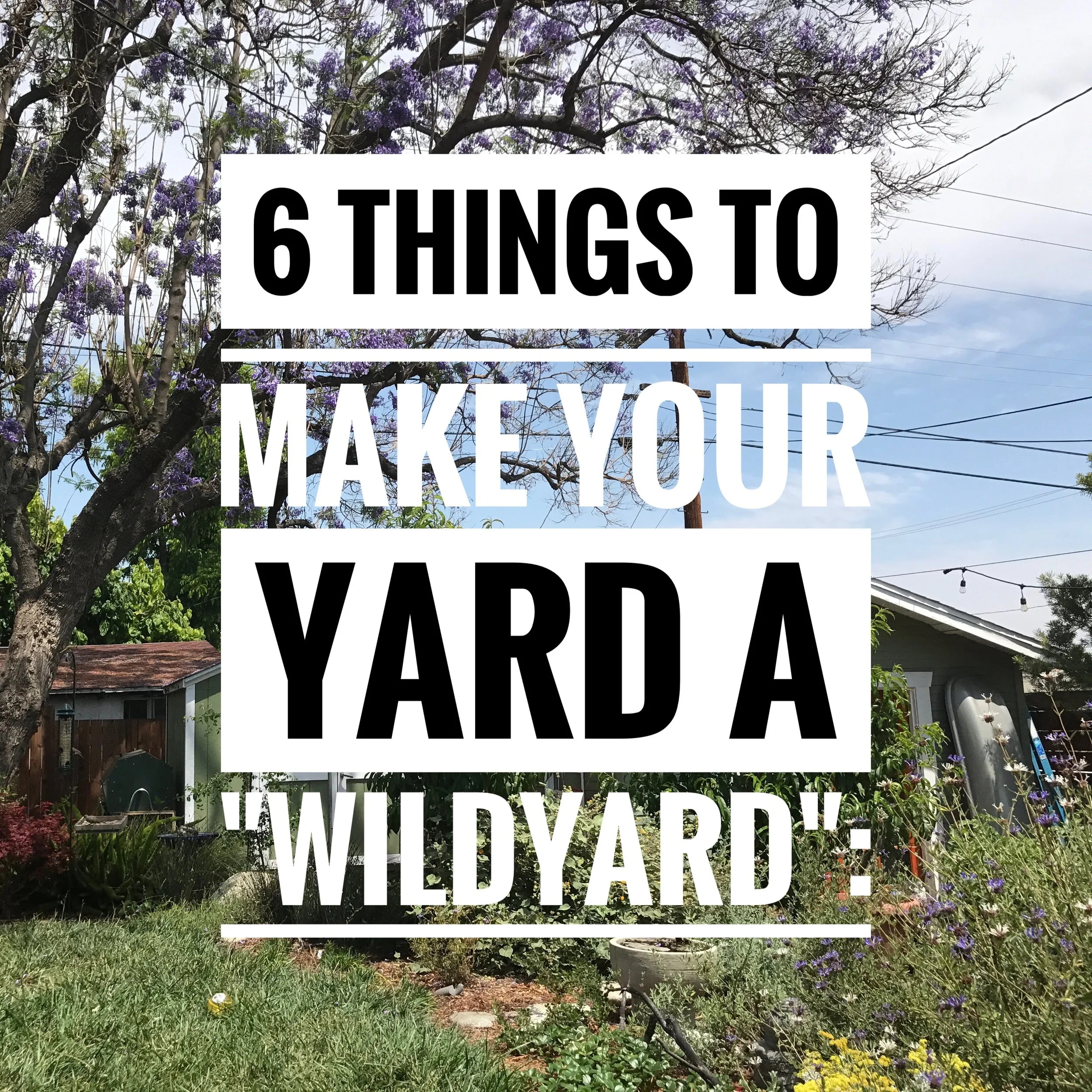 6 Things To Make Your Yard A 'Wild Yard'