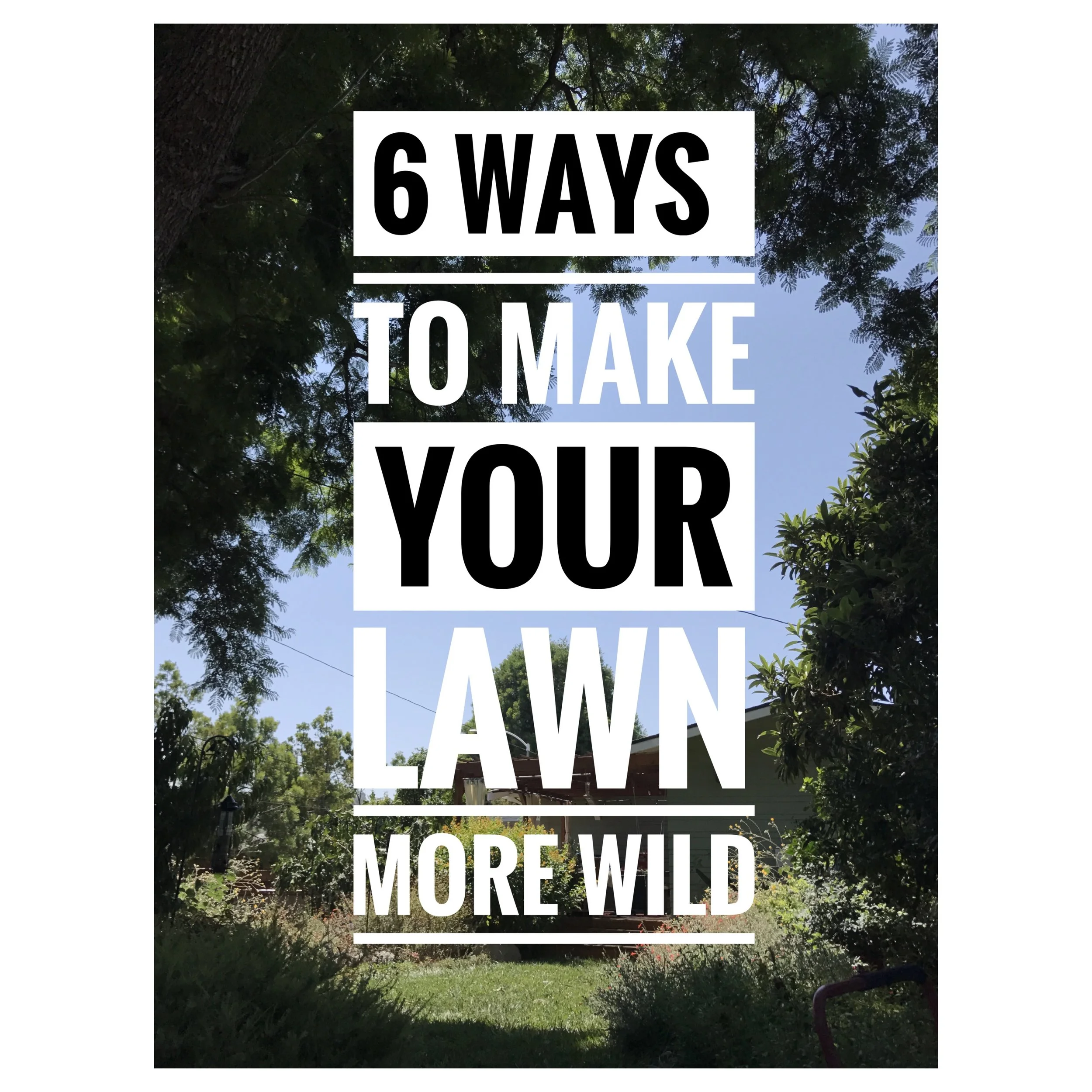 6 Ways To Make Your Lawn More Wild