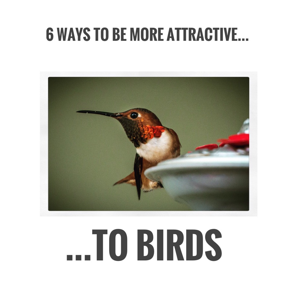6 Ways To Be More Attractive To Birds