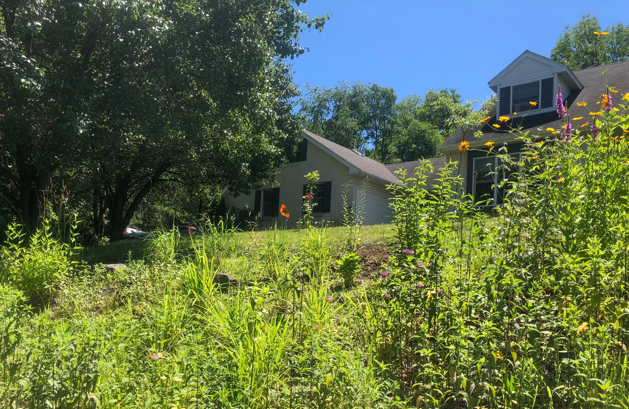 A family affair: John Janick’s native garden at his brother’s home. “a nice mix of wildflowers and grasses, and I put in a few spicebush to attract the spicebush swallowtail” (Photo: John Janick)