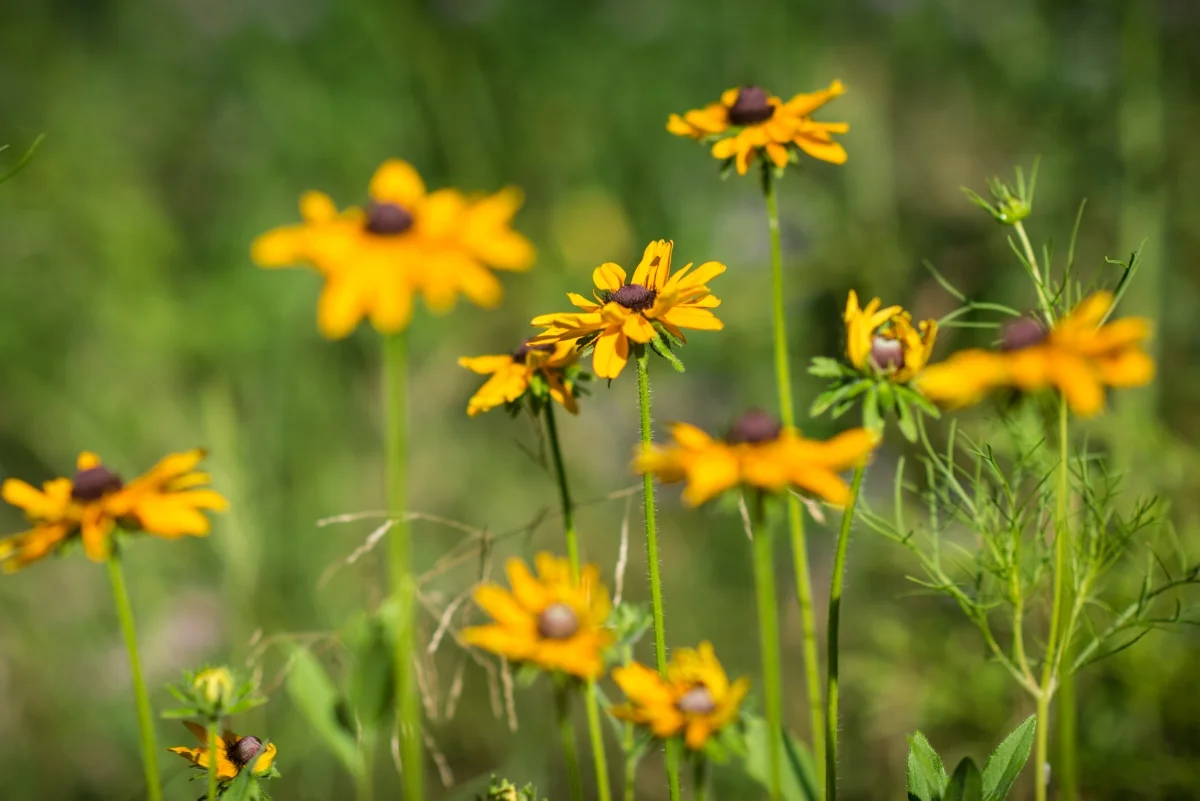 Brown Eyed Susan (Rudbekia triloba), David Newsom Photography