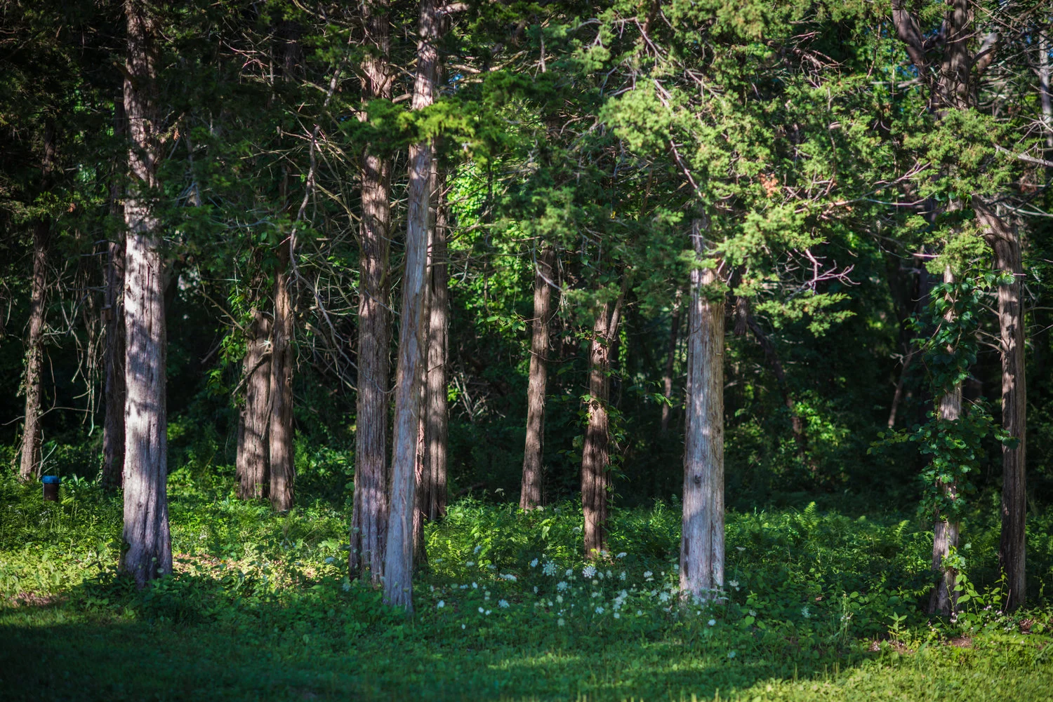Red cedar, David Newsom Photography
