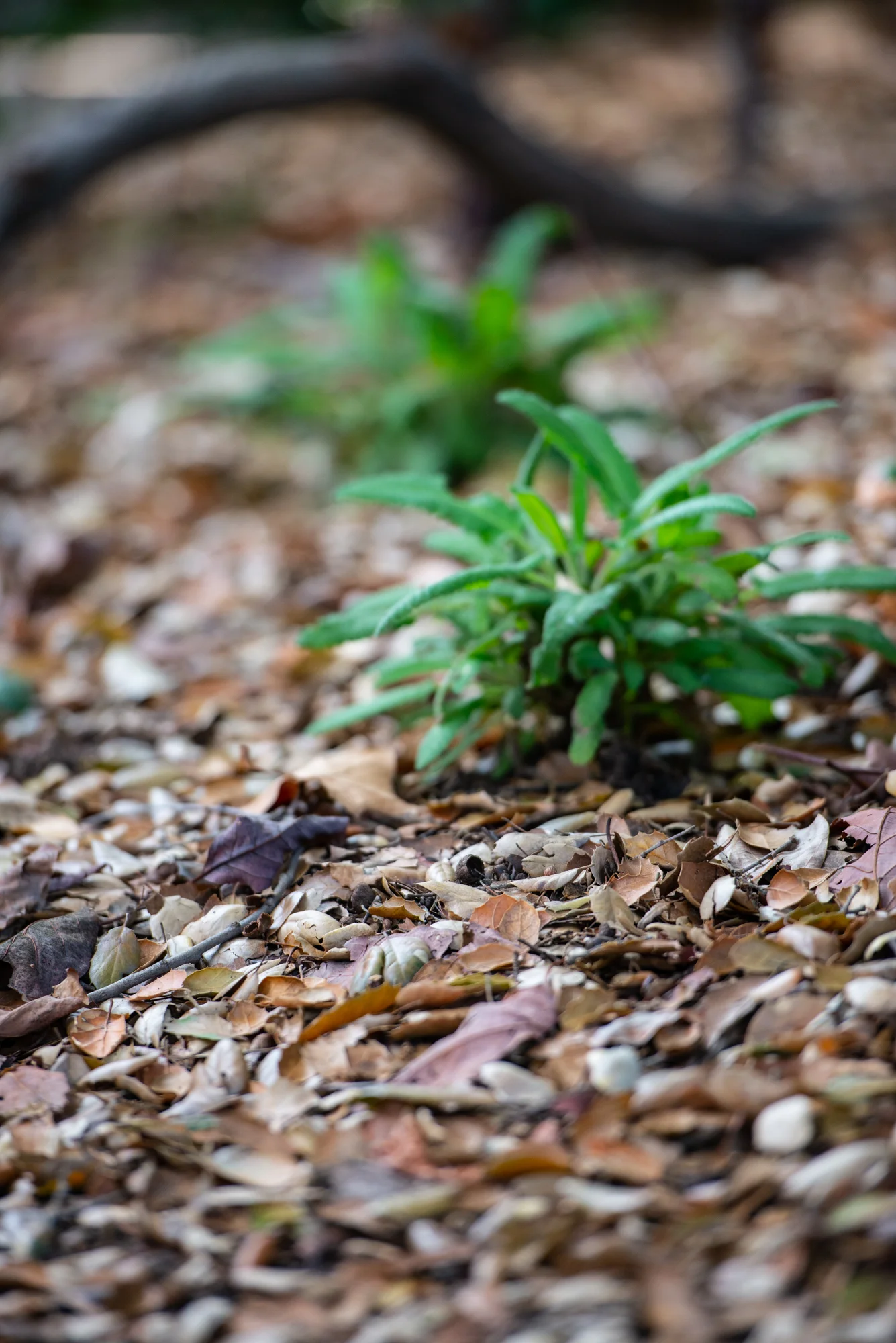 Leaf litter is as key to creating habitat as the plants we choose. (Photo: David Newsom)