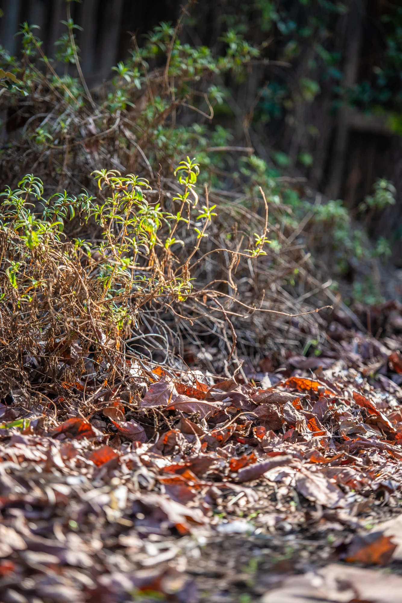 A dormant tangle of Monkey flower provides cover for a variety of ground-feeding birds. (Photo: David Newsom)