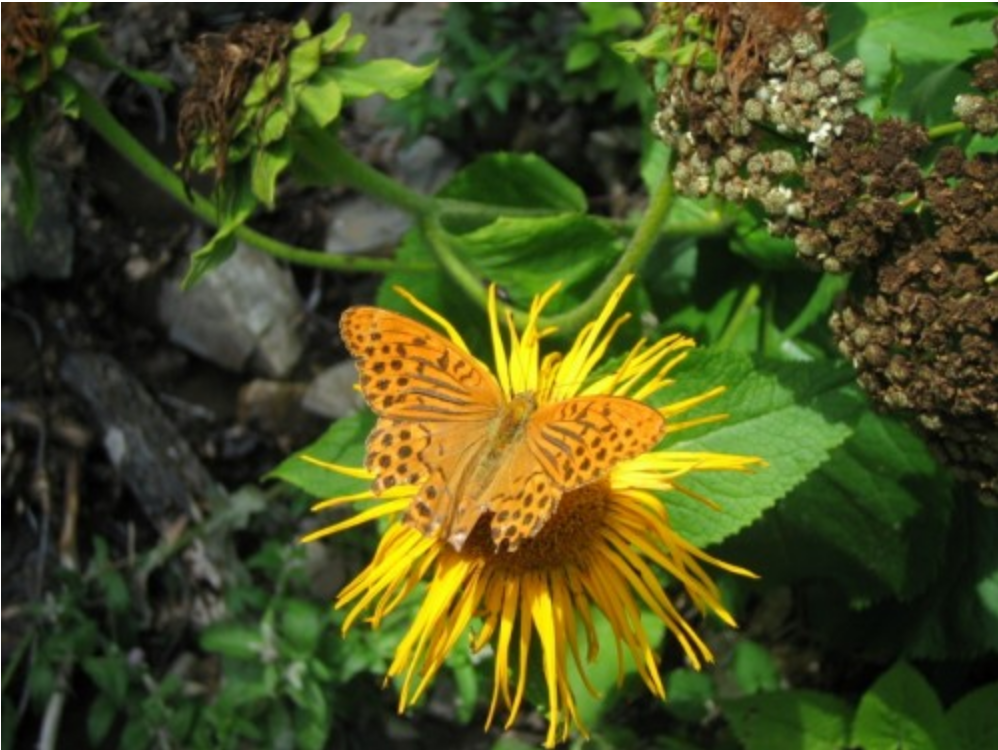 Protecting Native Habitat, Urban Wildlife and Biodiversity in Los Angeles