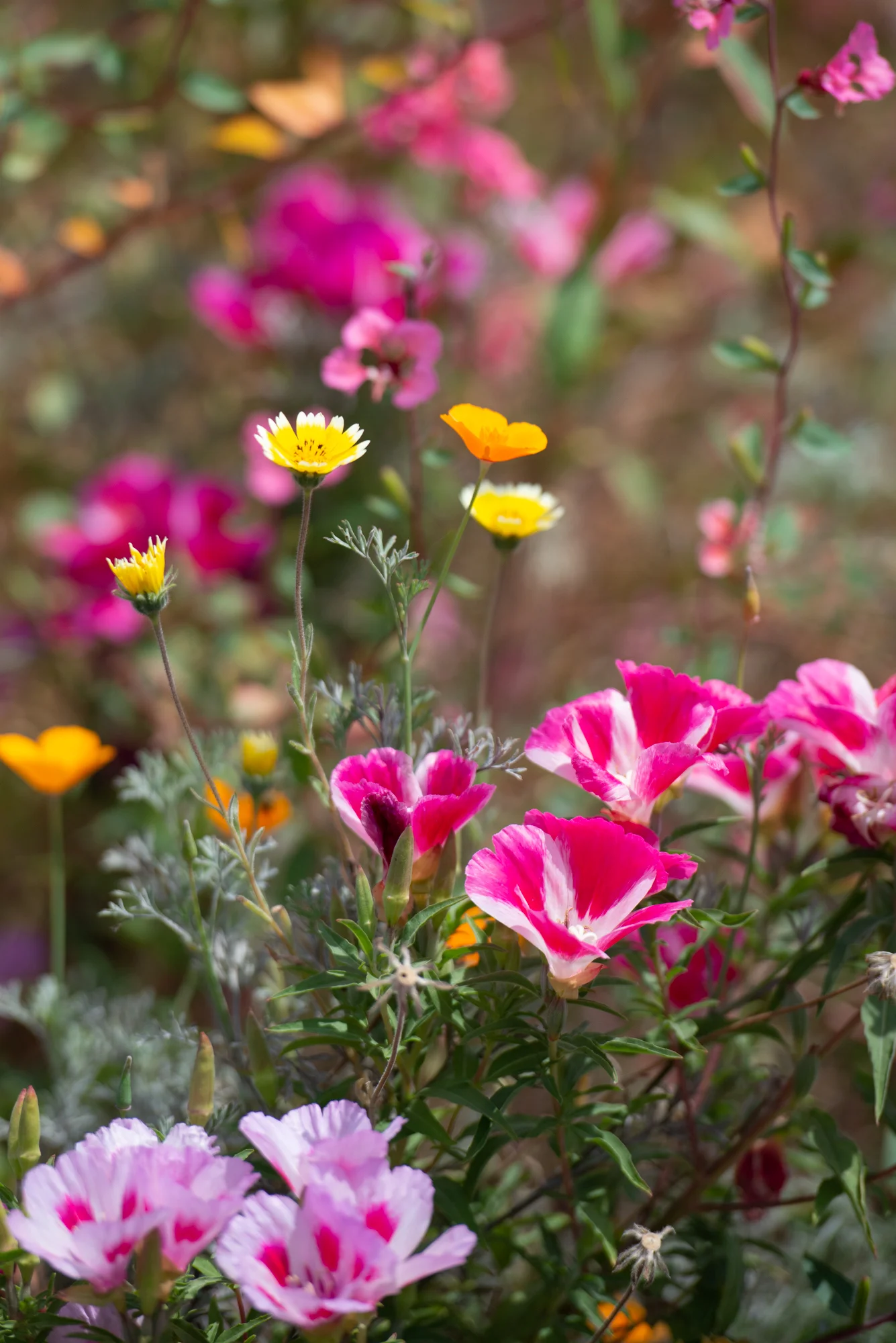 Clarkia, California Poppies, Tidy-Tips border the Parking Strip Vegetable Beds