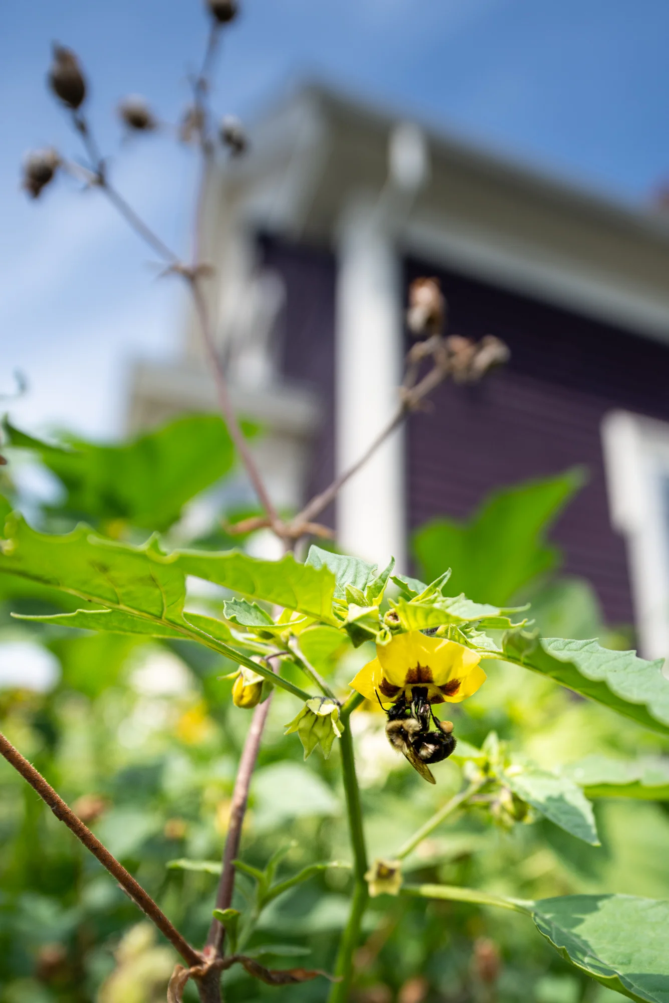 A tomatillo blossom getting rapt attention from a native bumble bee in the garden of Lara Lepionka (Photo: David Newsom)