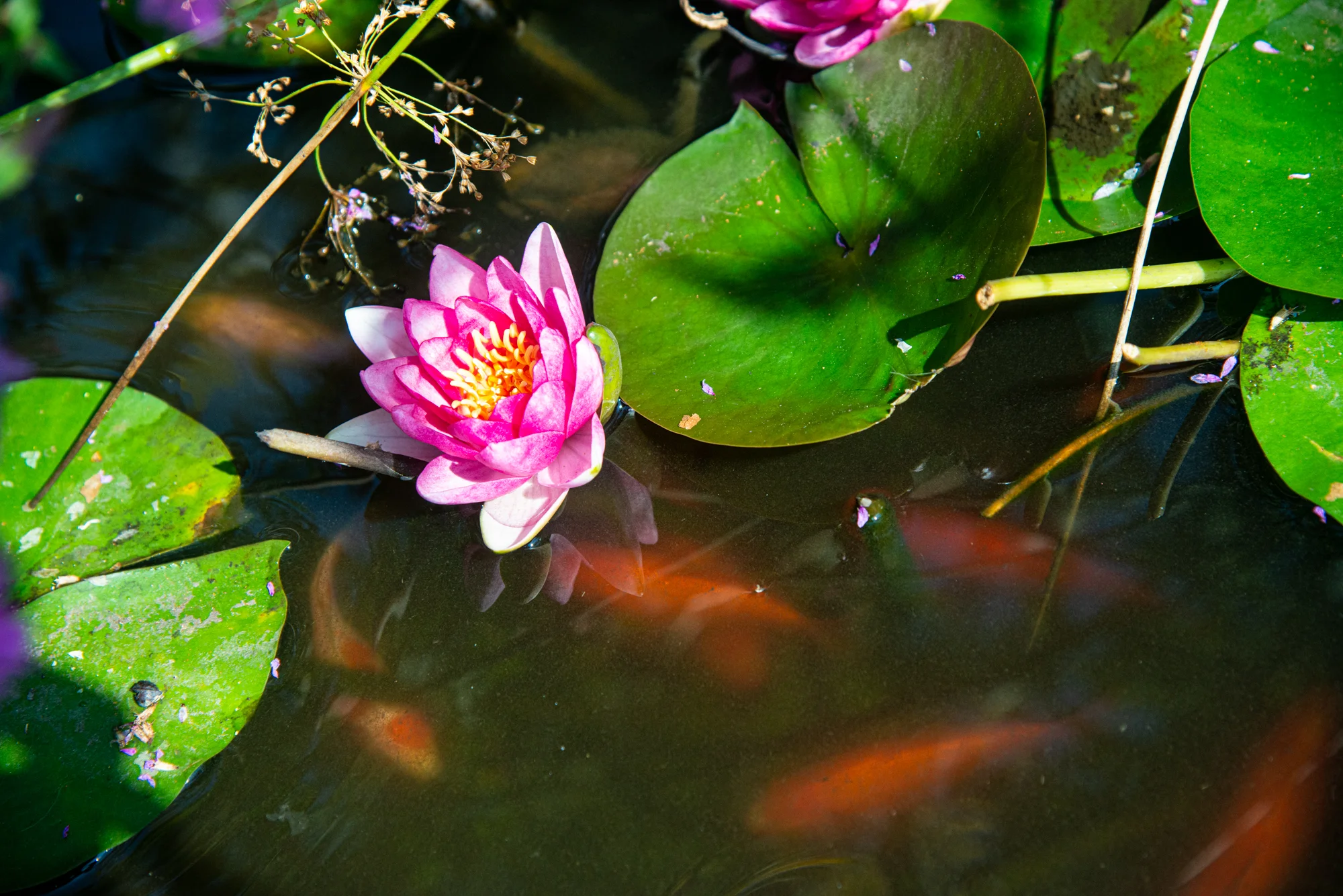 One of 2 water elements rounding out the habitat in an edible garden (Photo: David Newsom)
