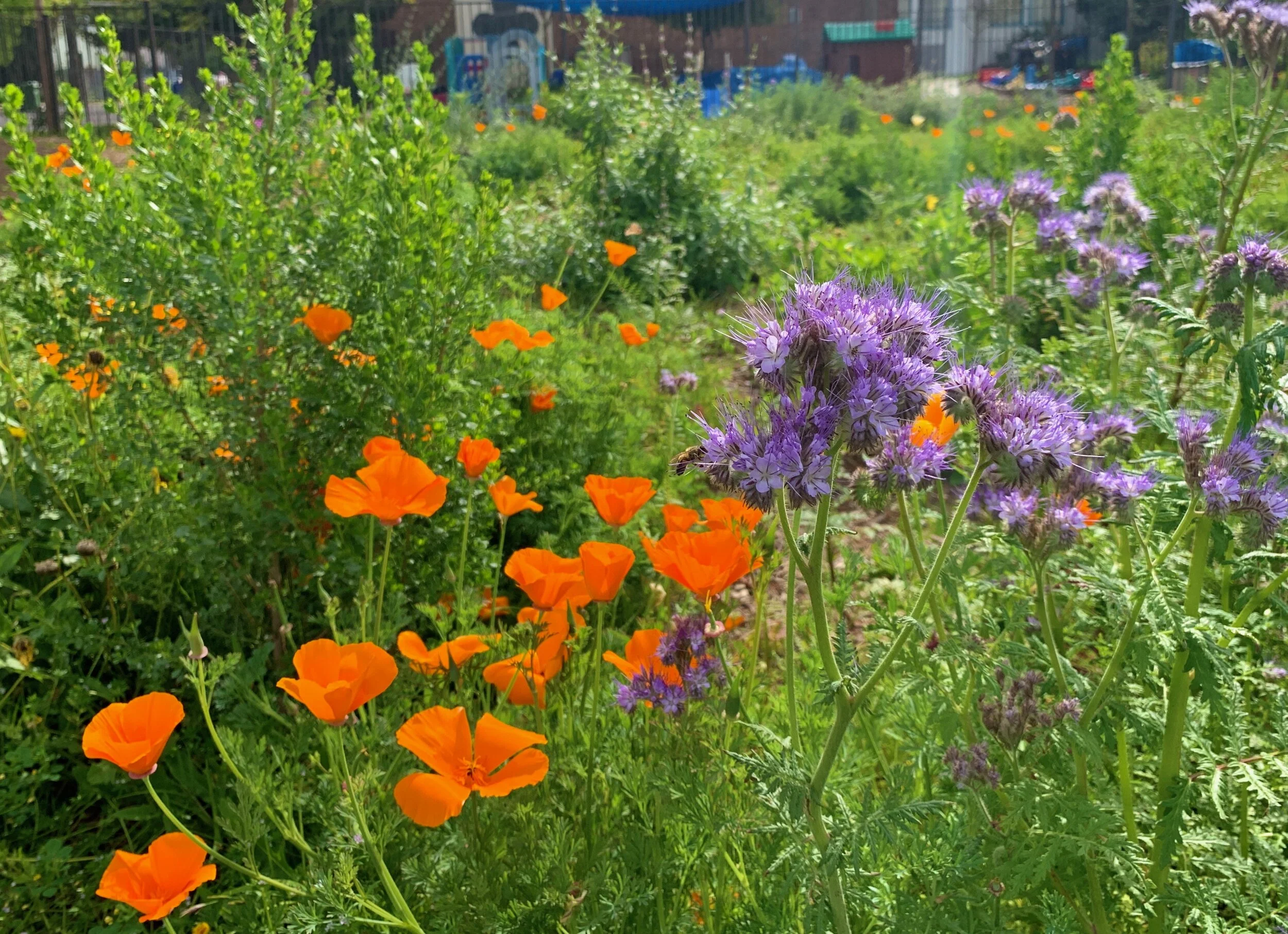 Habitat Gardens Are Victory Gardens