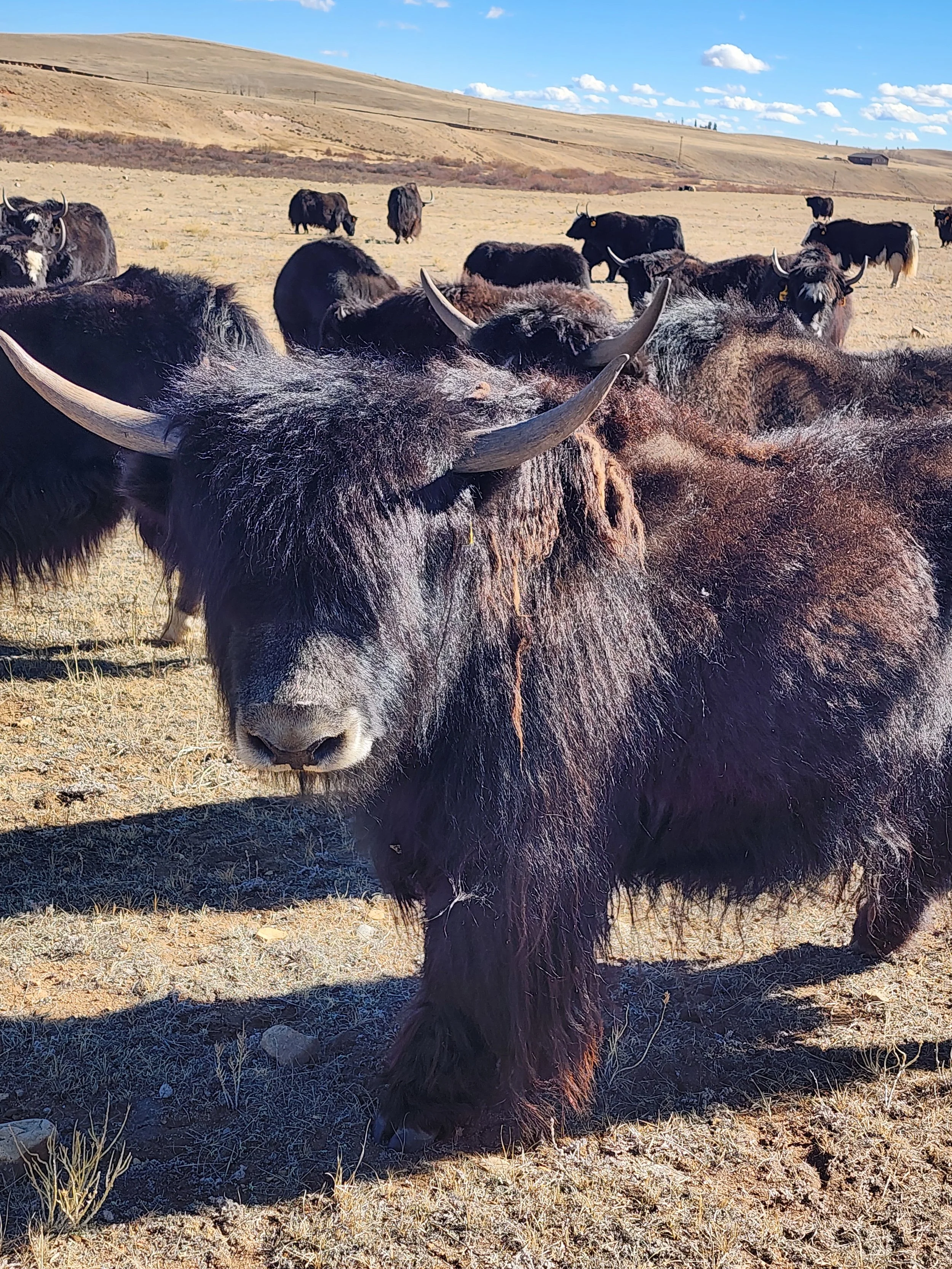 Y736 Native Black heifer