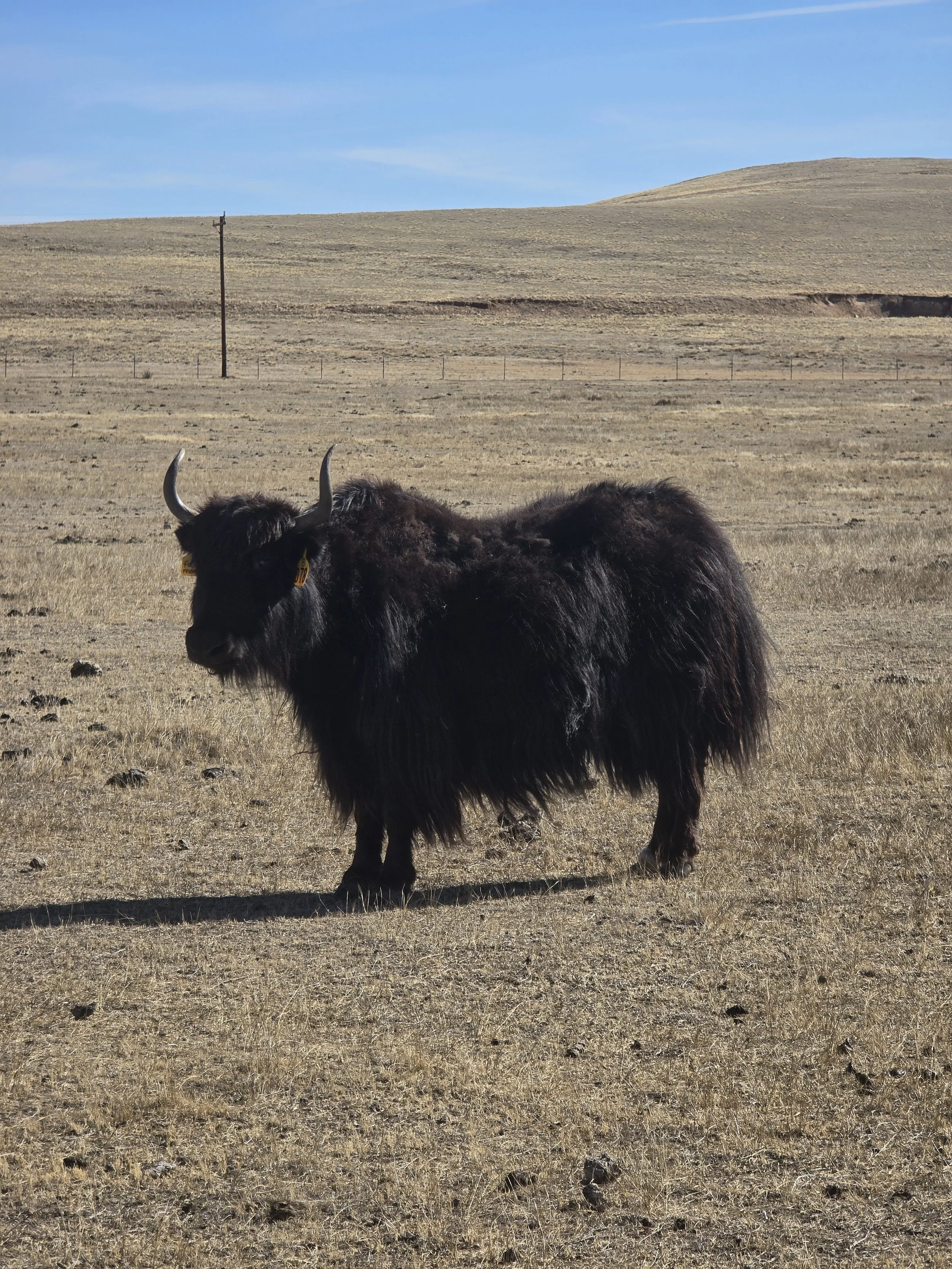 BCR Fake Magnum 2E214