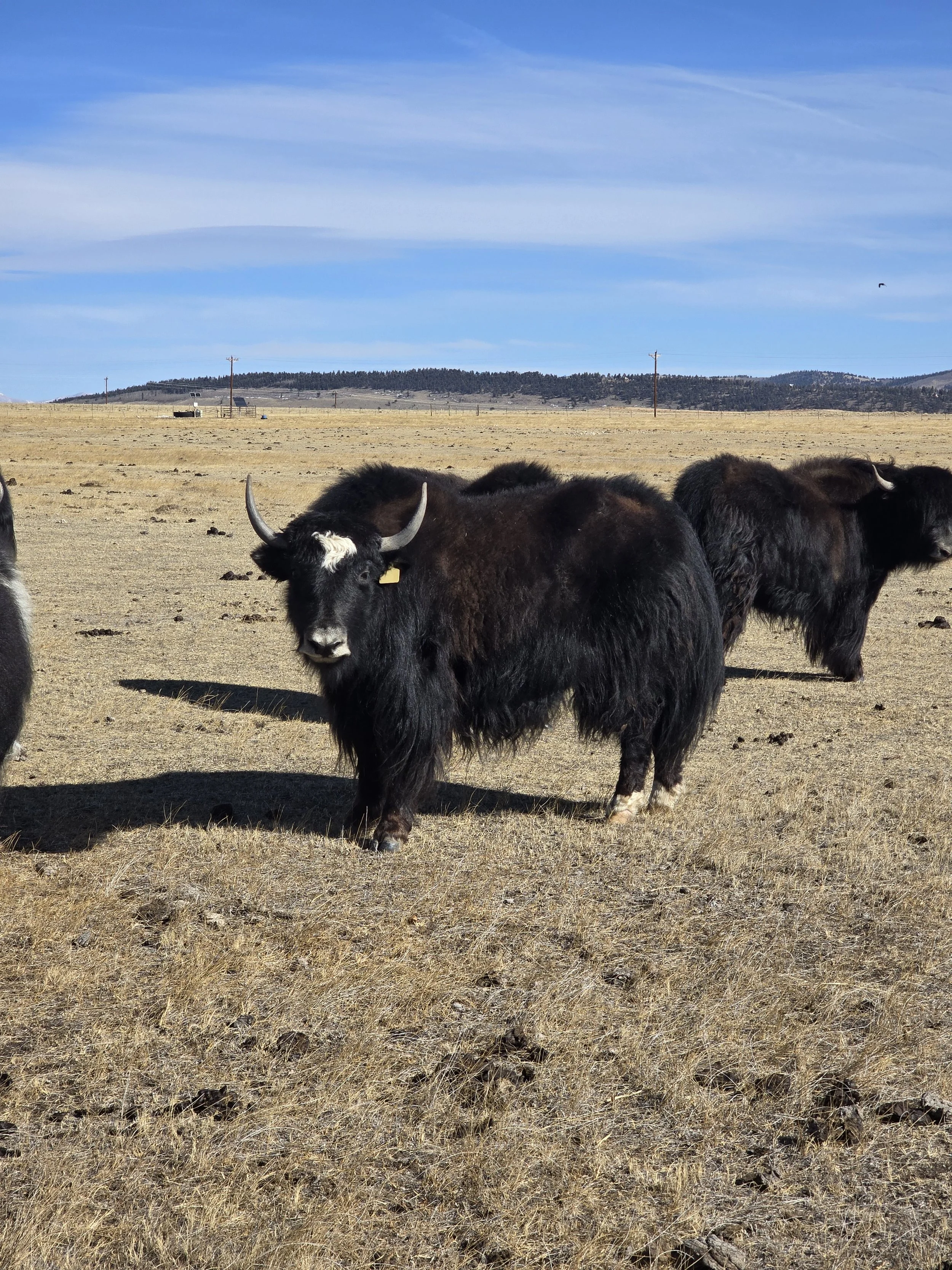 Blank grey unregistered heifer