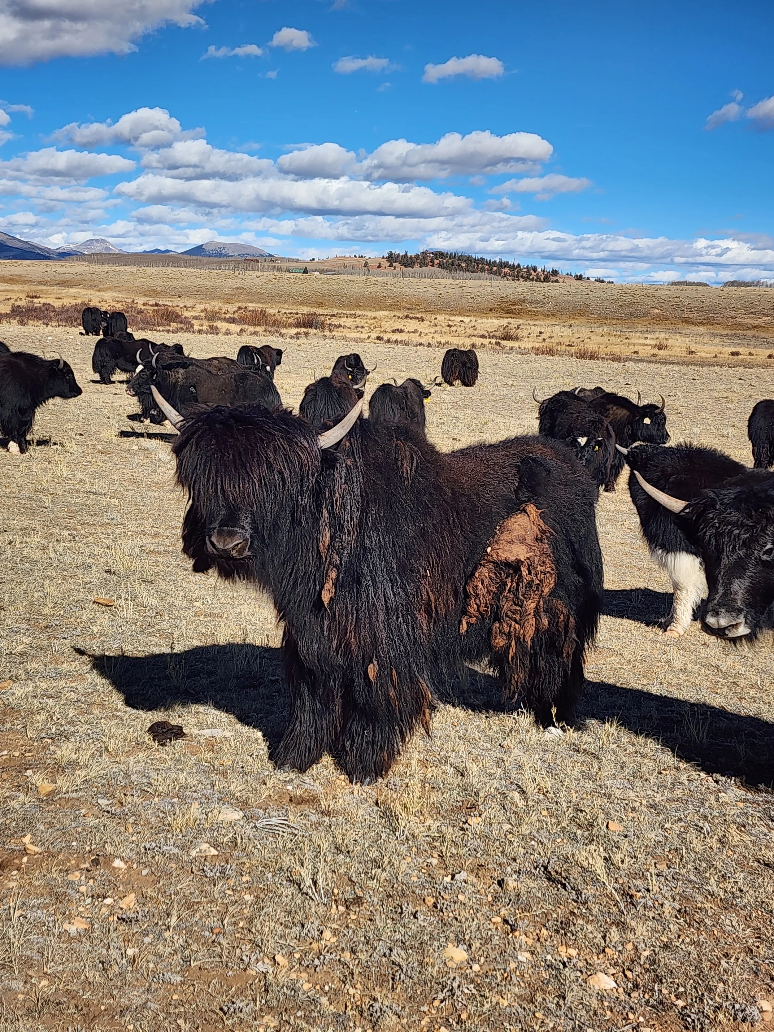 Y786 Imperial black wooly heifer