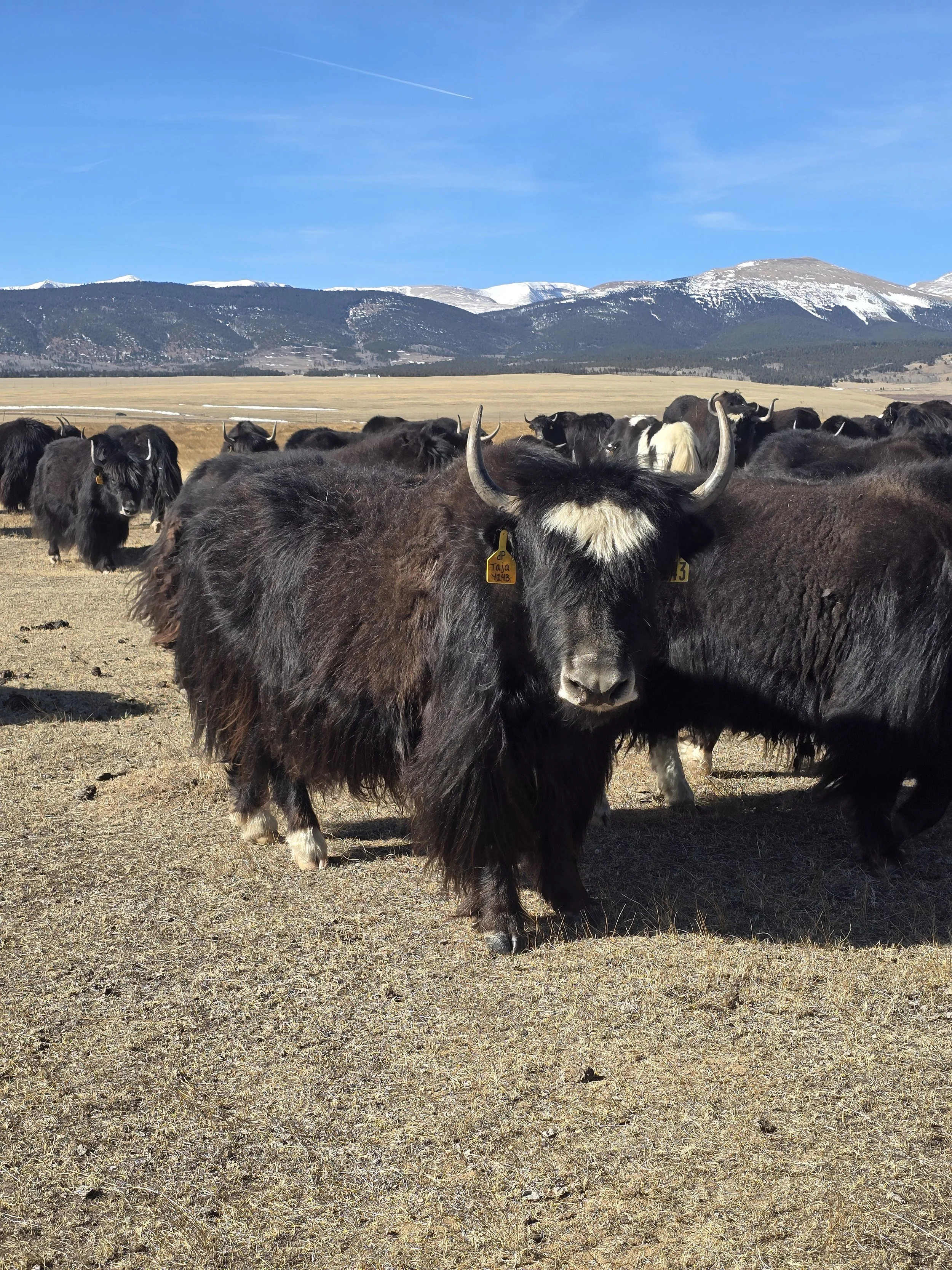 WILY Taja Y143 2F172