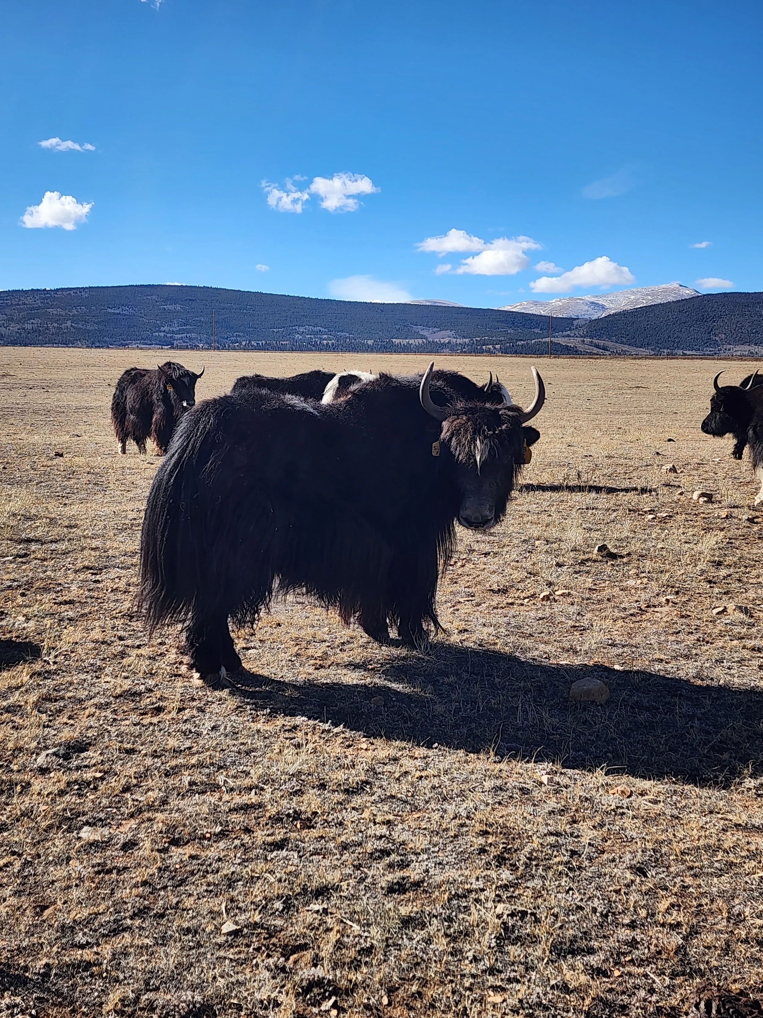 WILY Silver Fox 2E220