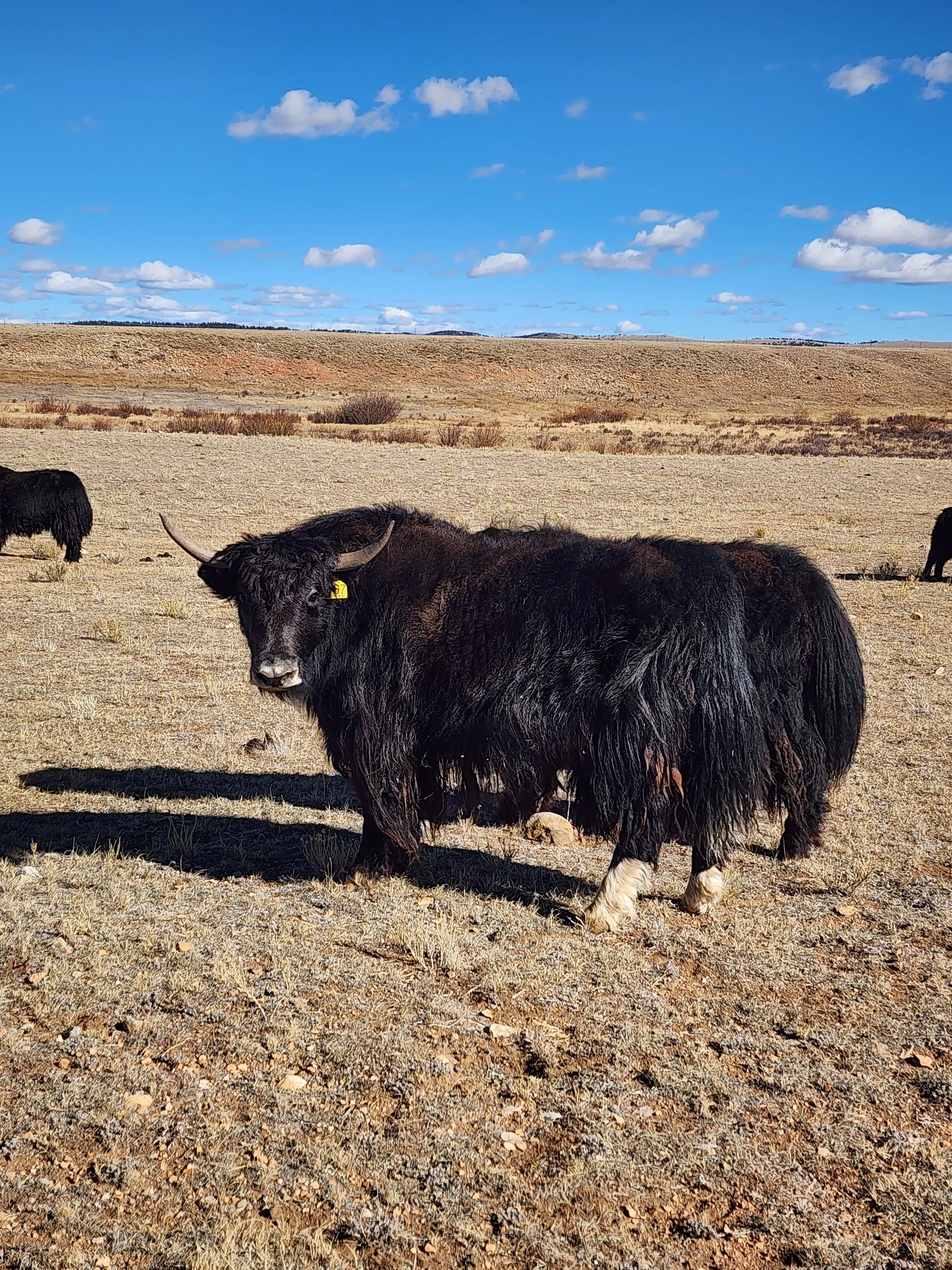 Y767 Native Trim heifer