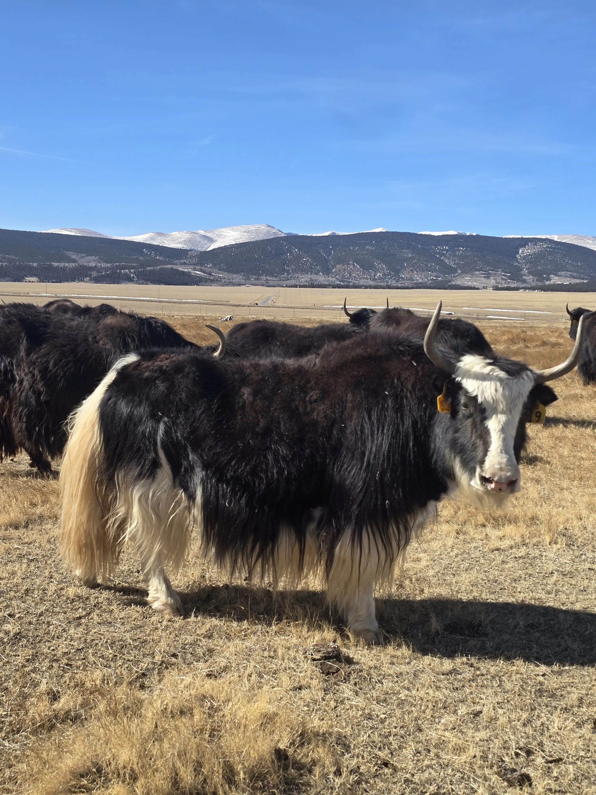 WILY Royal Lady 2E196