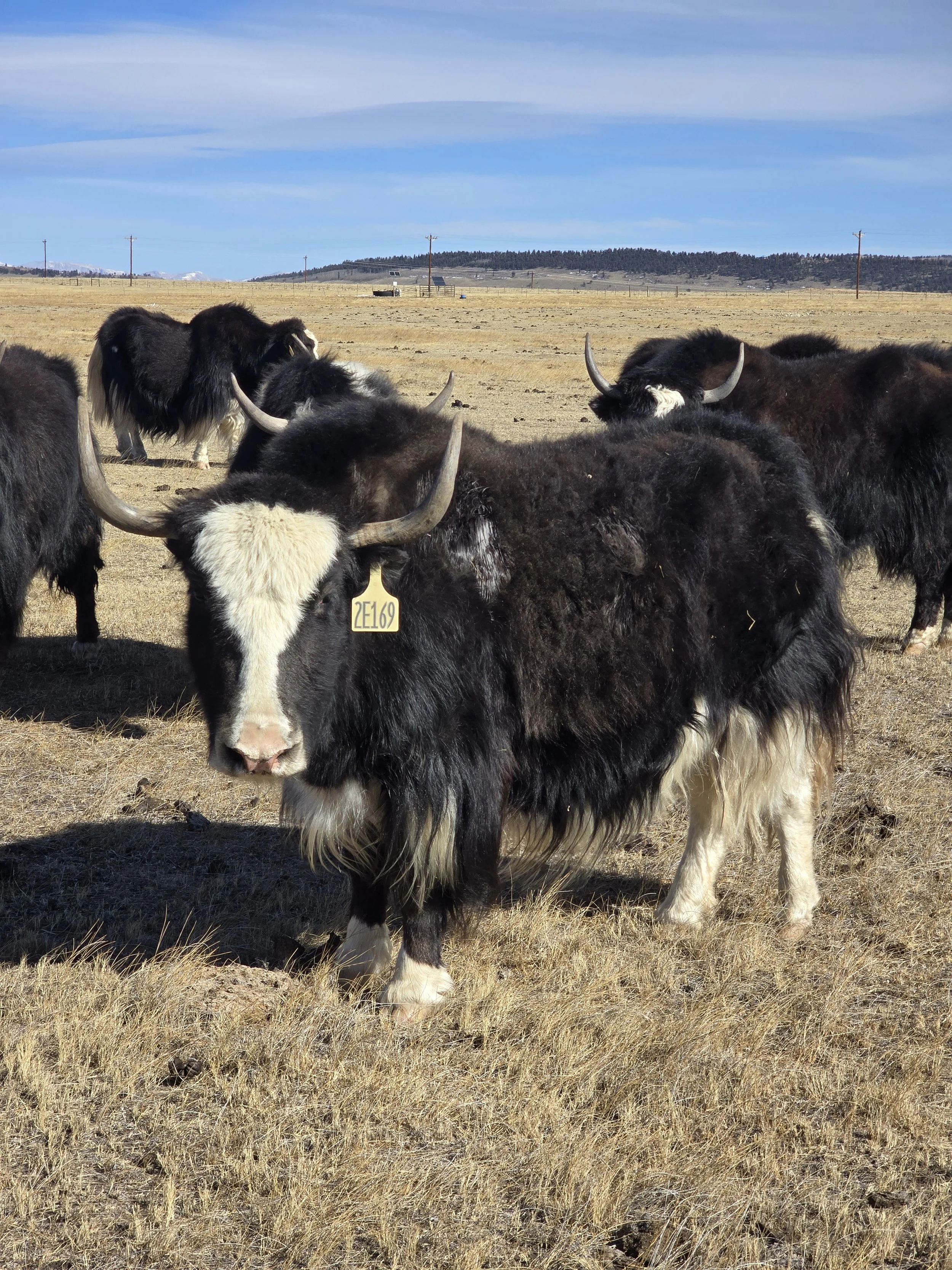 WILY Girls Got Boots 2E169