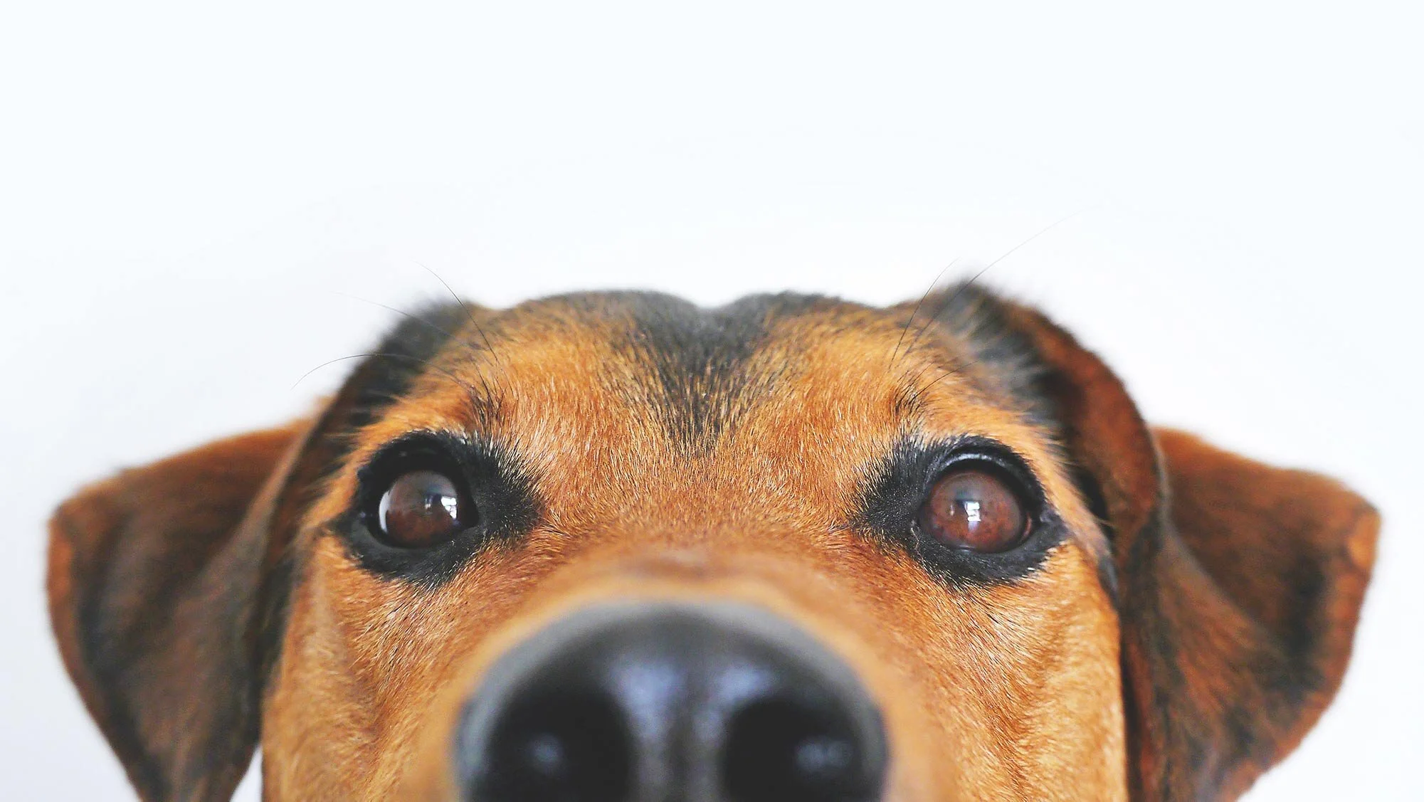 Your Guide To Mental Health Support Animals