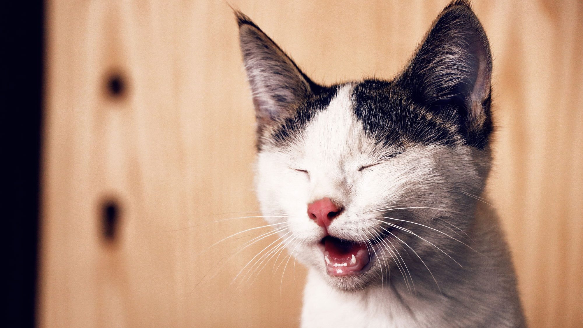 7 Feel-Good Videos We Need In Our Lives