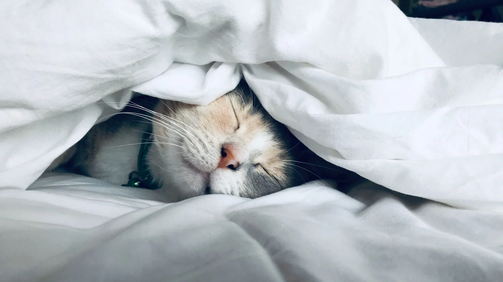 Can't Sleep? Try These 6 Ways To Trick Yourself Asleep