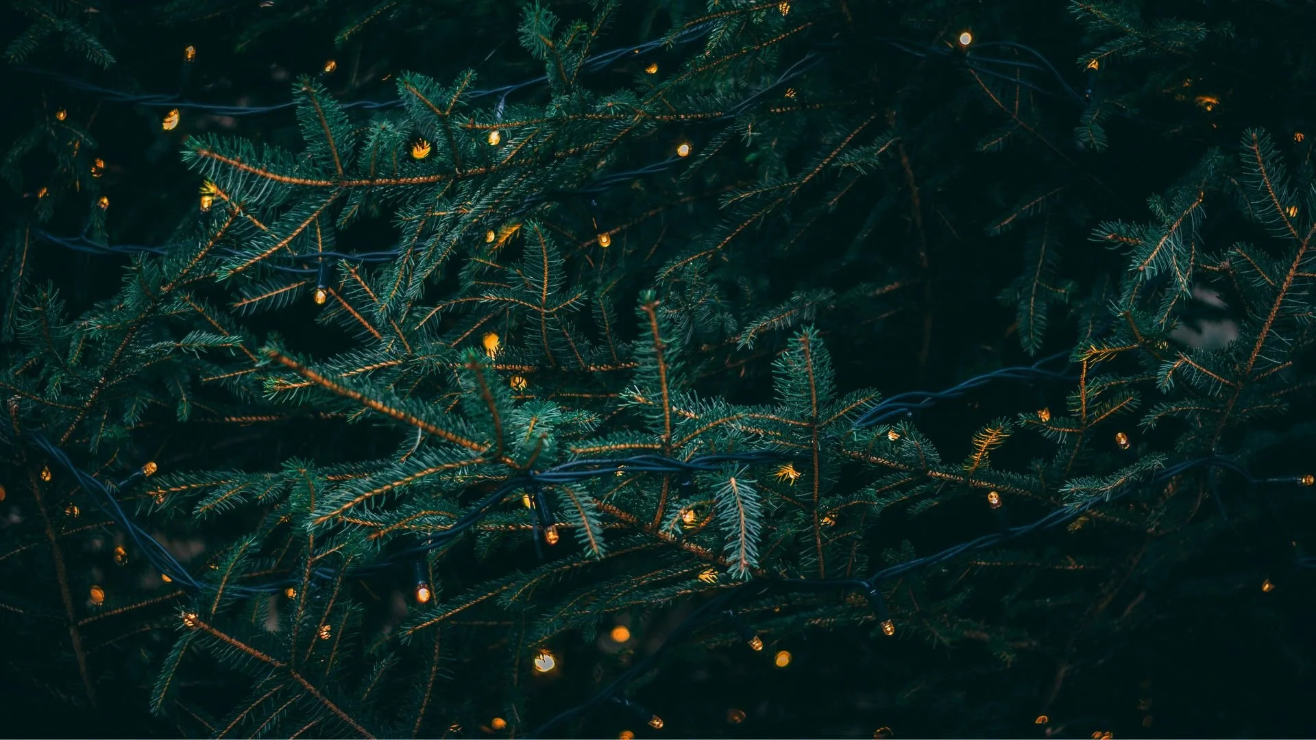 Holiday survival guide for single people