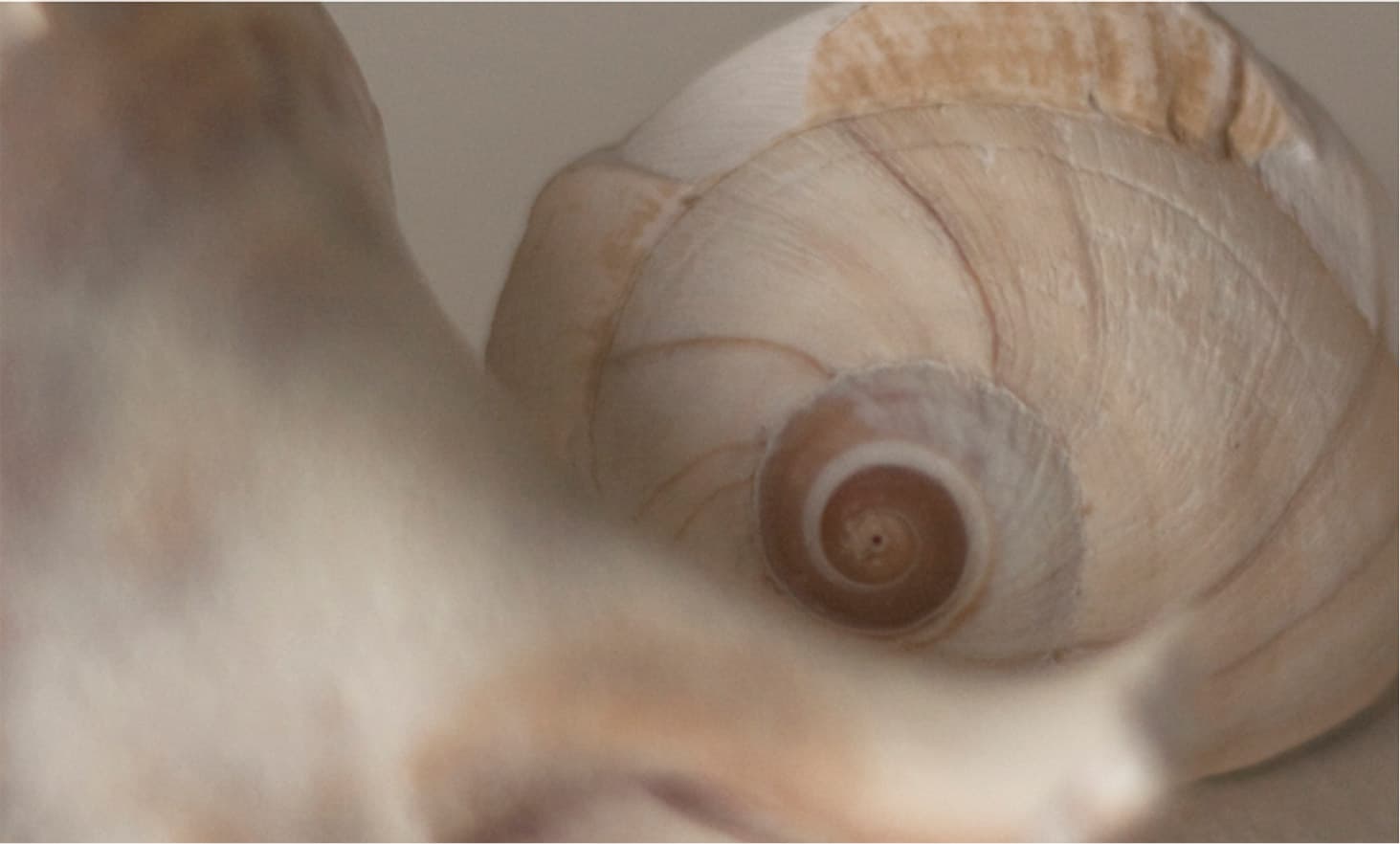 Shell.jpg
