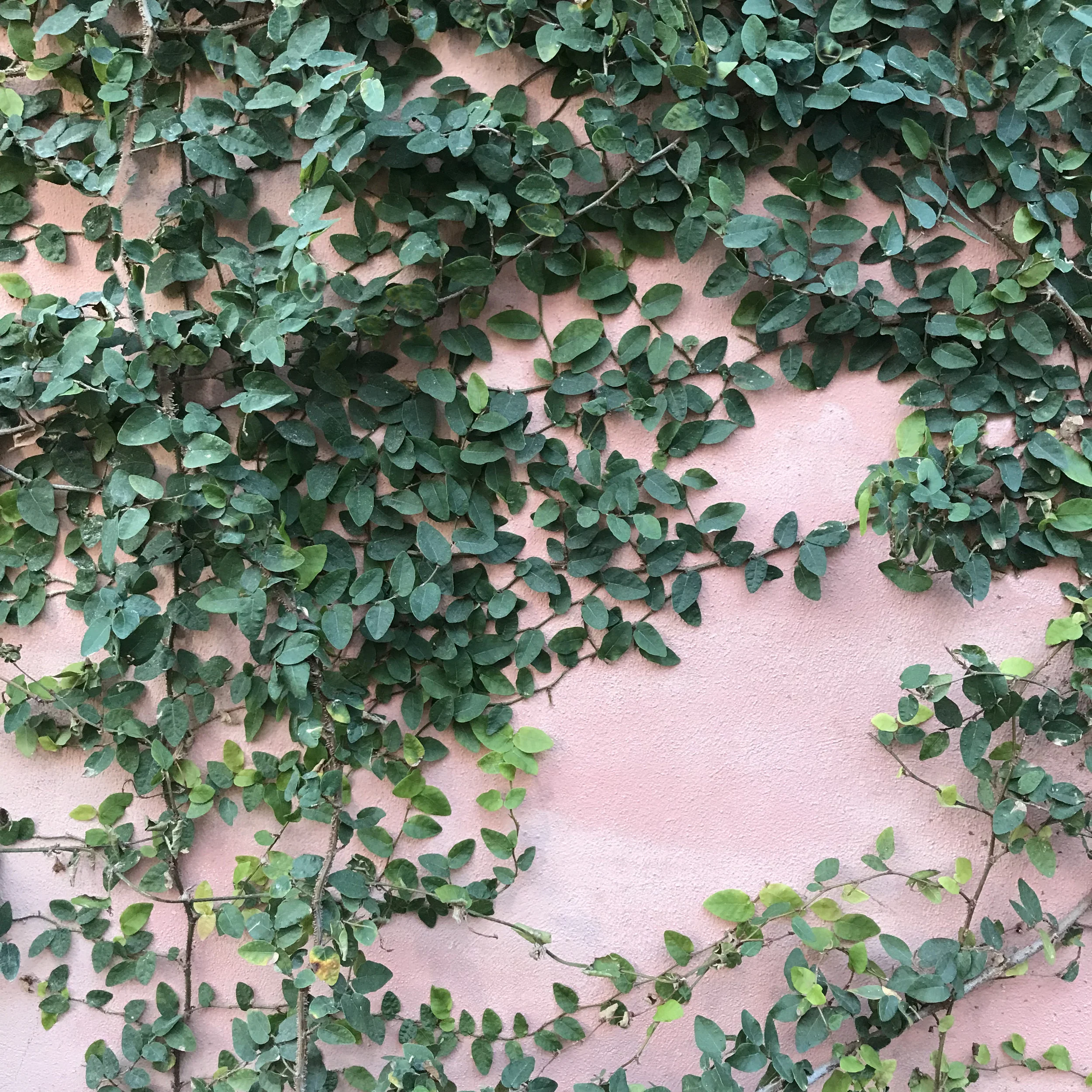 The Olde Pink House Savannah Georgia Plants on Pink.jpg