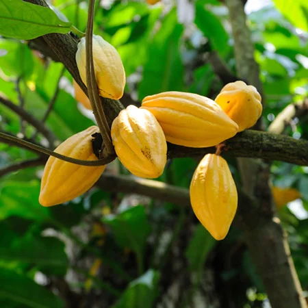 cacao.jpg