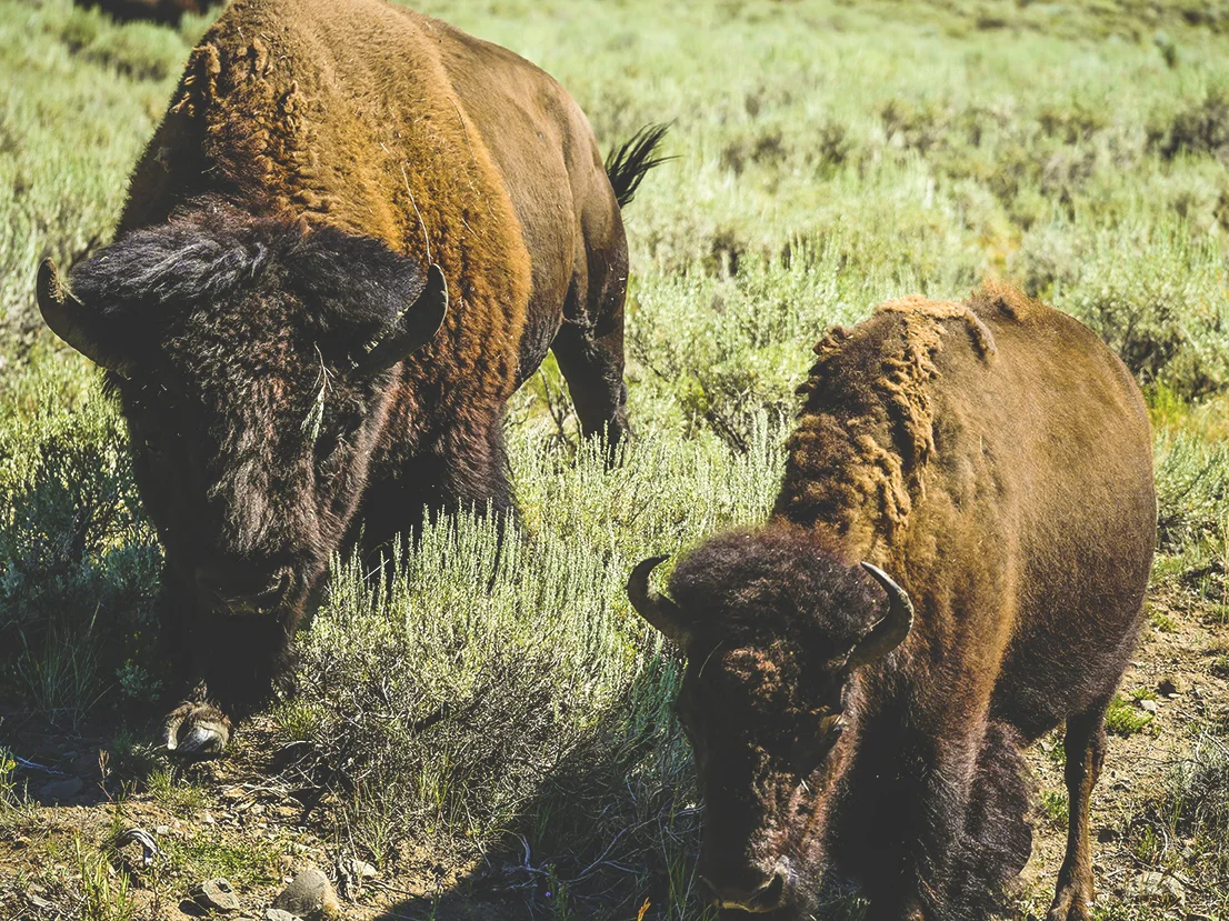 The Journey_Buffalo_Small.jpg