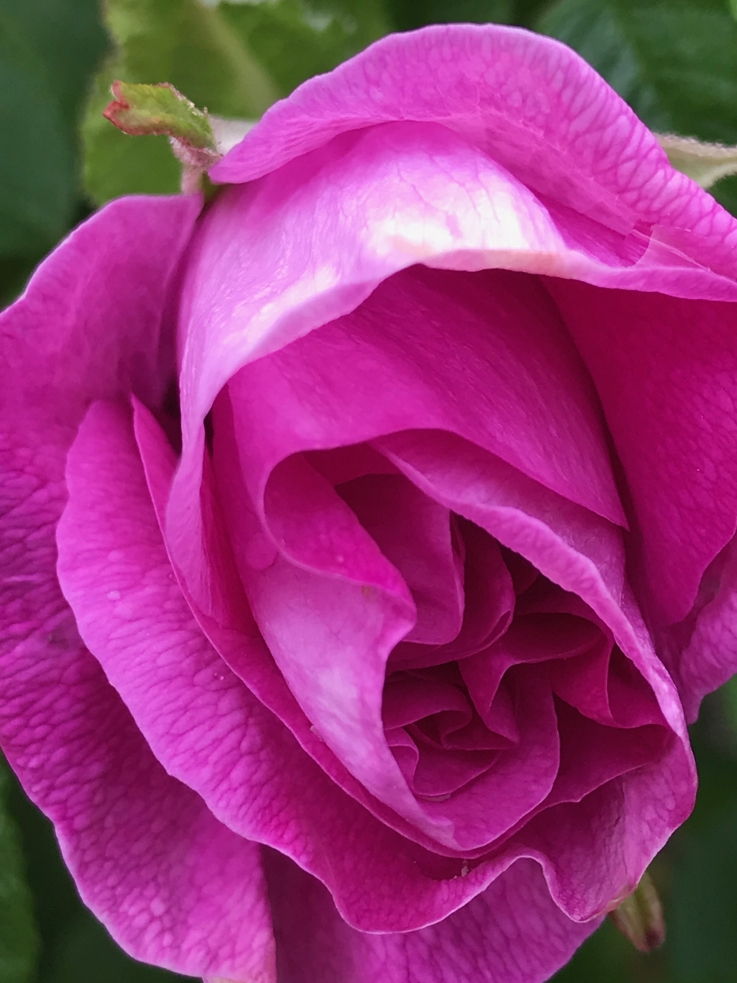 The Blossom - 8-session coaching package