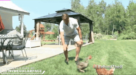 chicken 3.gif