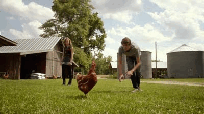 chicken 1.gif