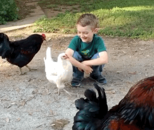 happy chicken hug.gif
