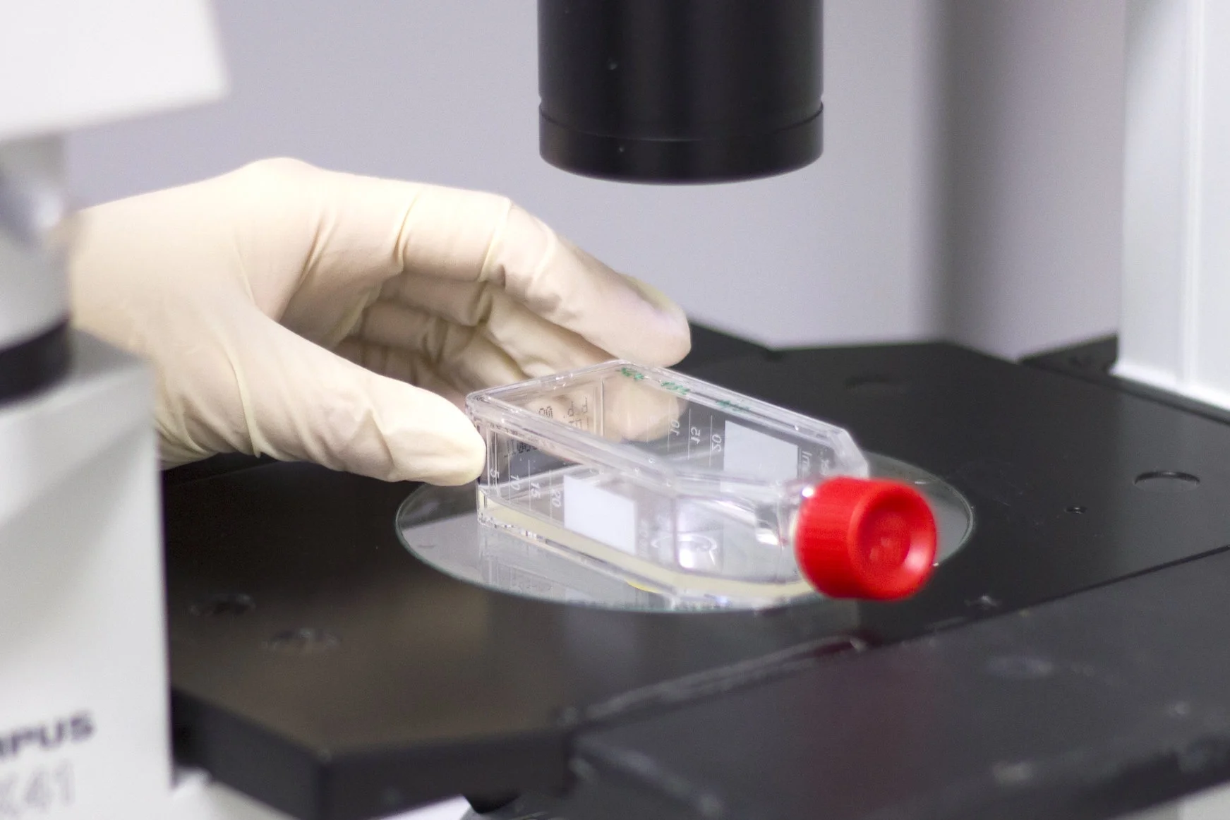 Cell Culture
