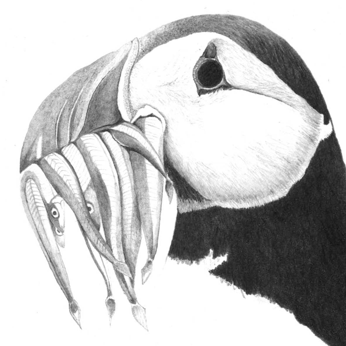 puffin.jpg