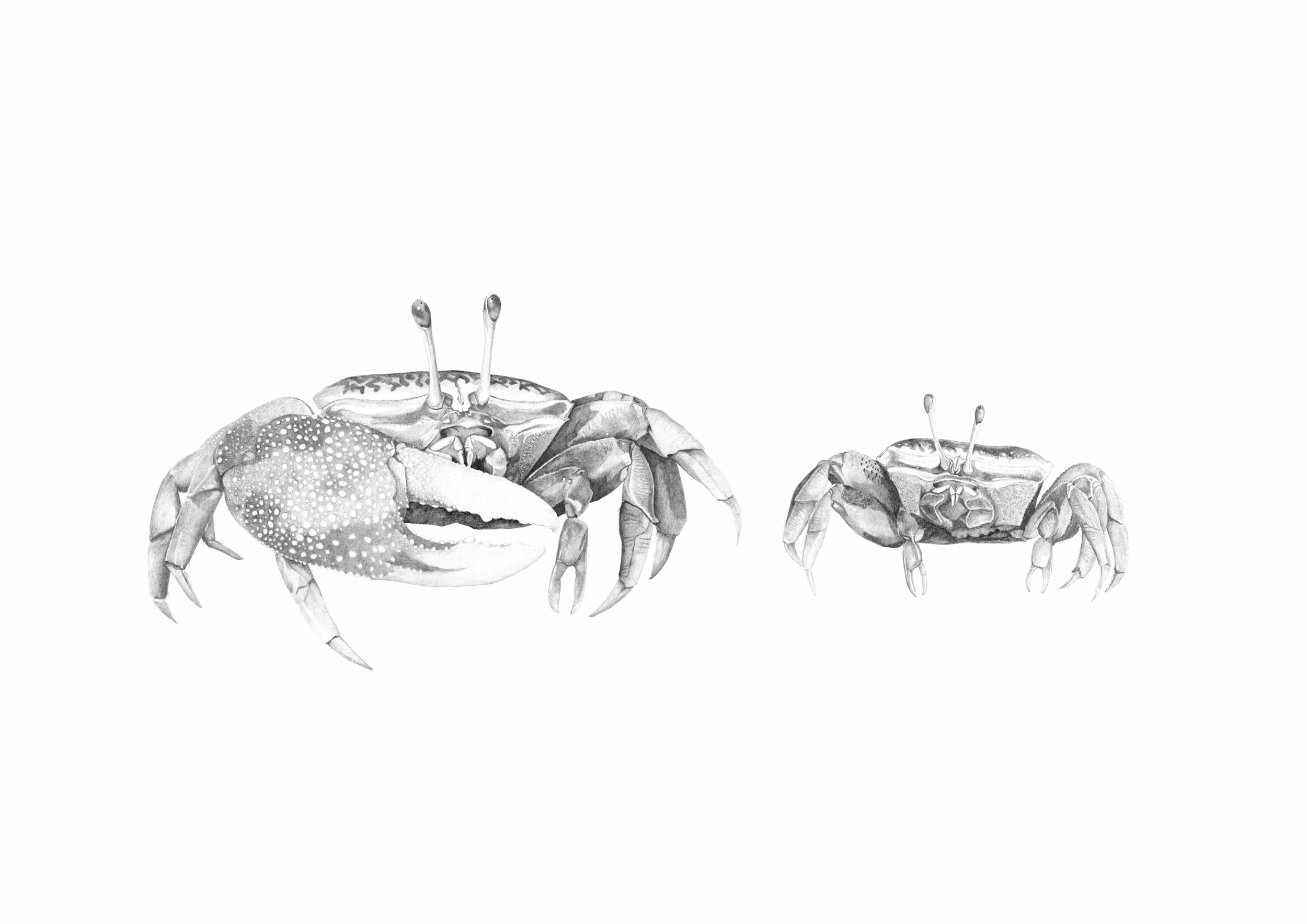 Fiddler-crabs-Basis-of-life-Clara-Lacy-low.jpg