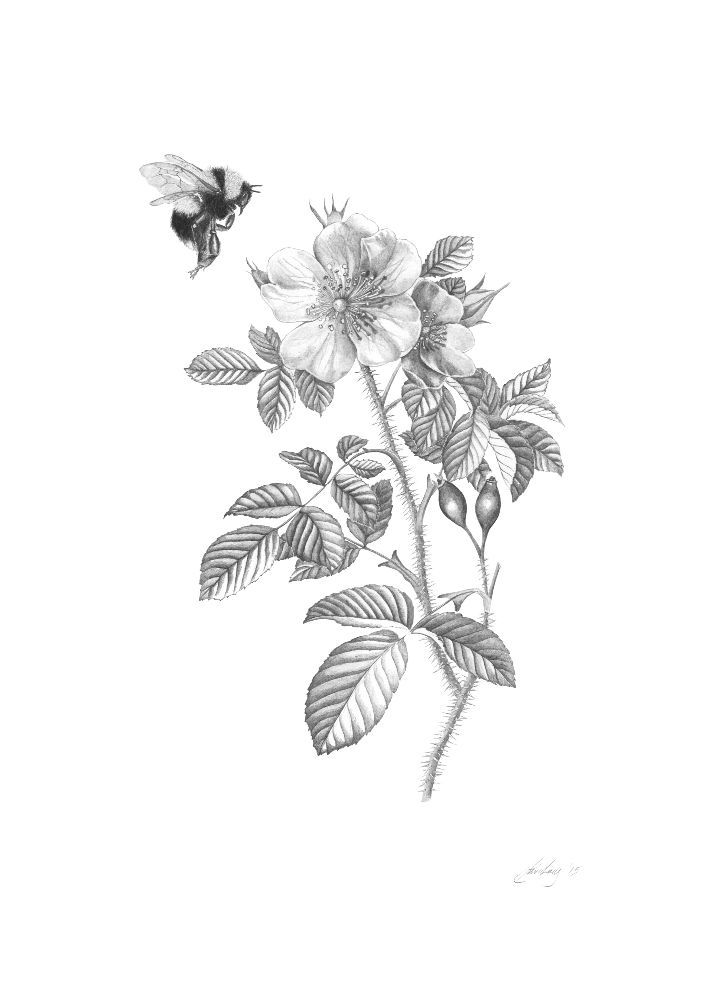 rose and bee-Wild-Rose-Clara-Lacy.jpeg