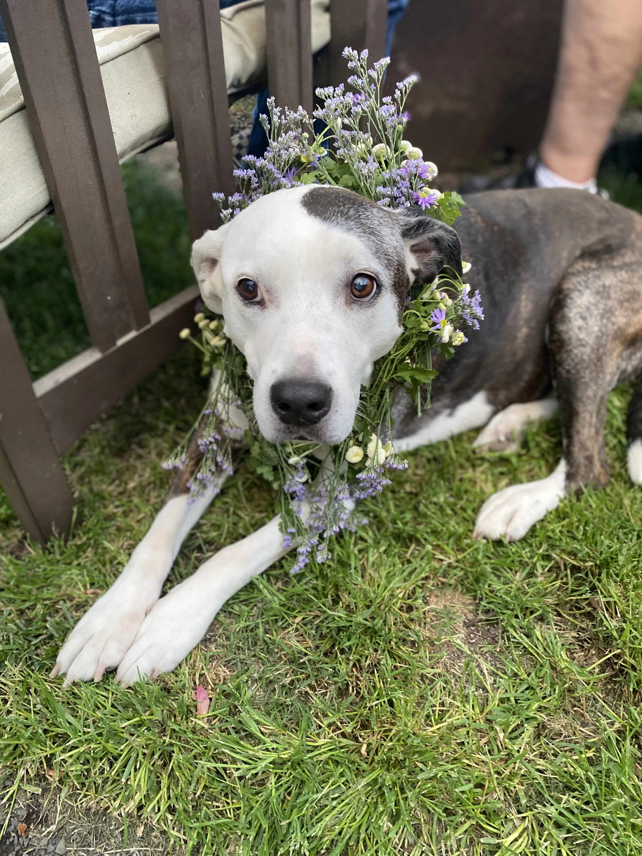 Eternal Pawprints: A Dog's Love Lives On