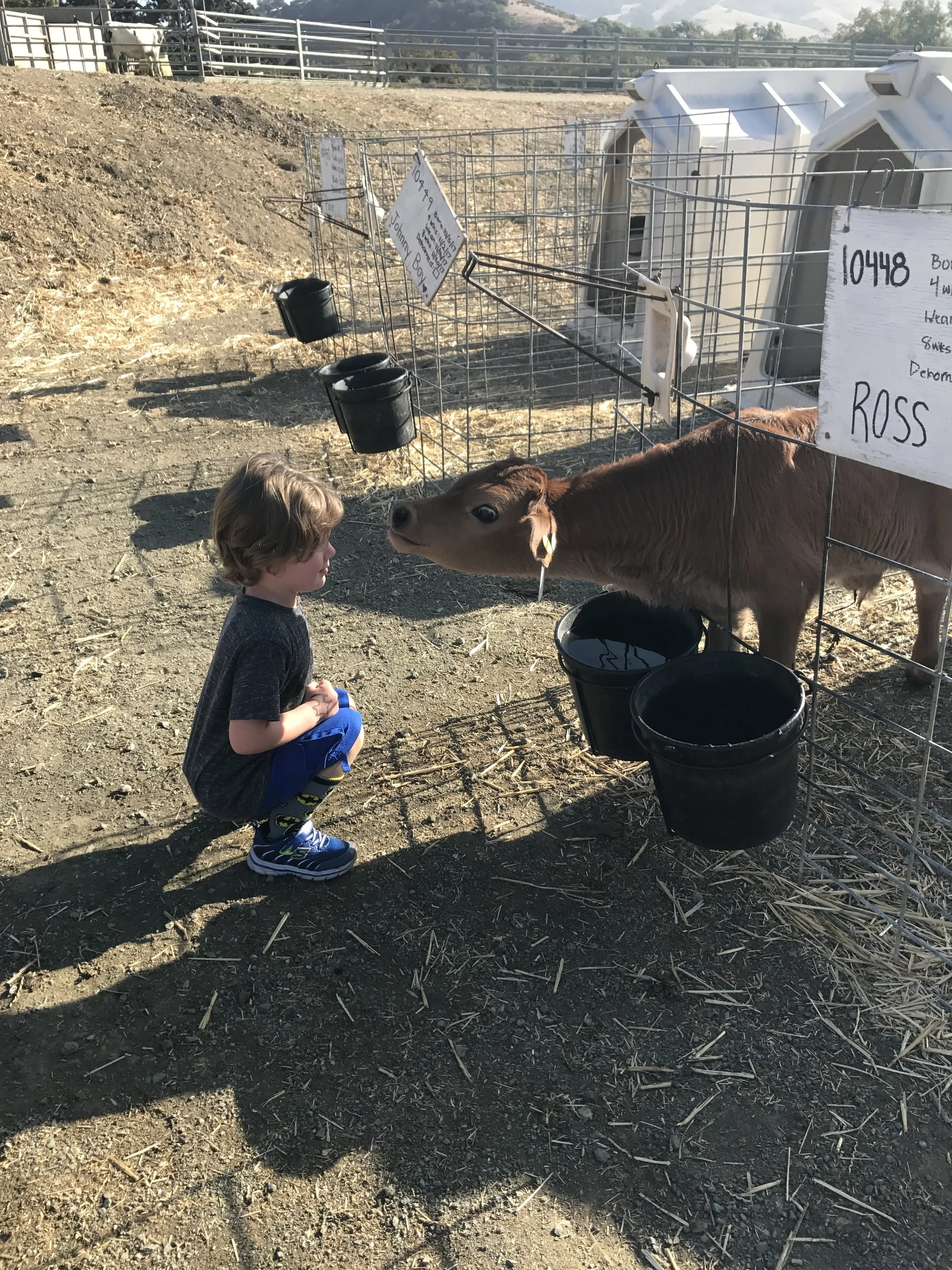 Visit the Cal Poly Dairy