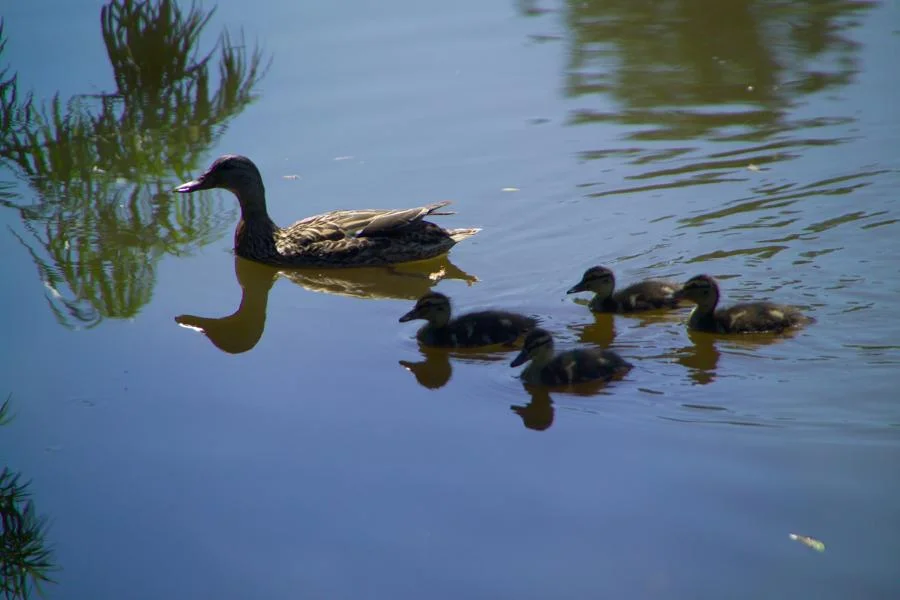 ducks.jpg