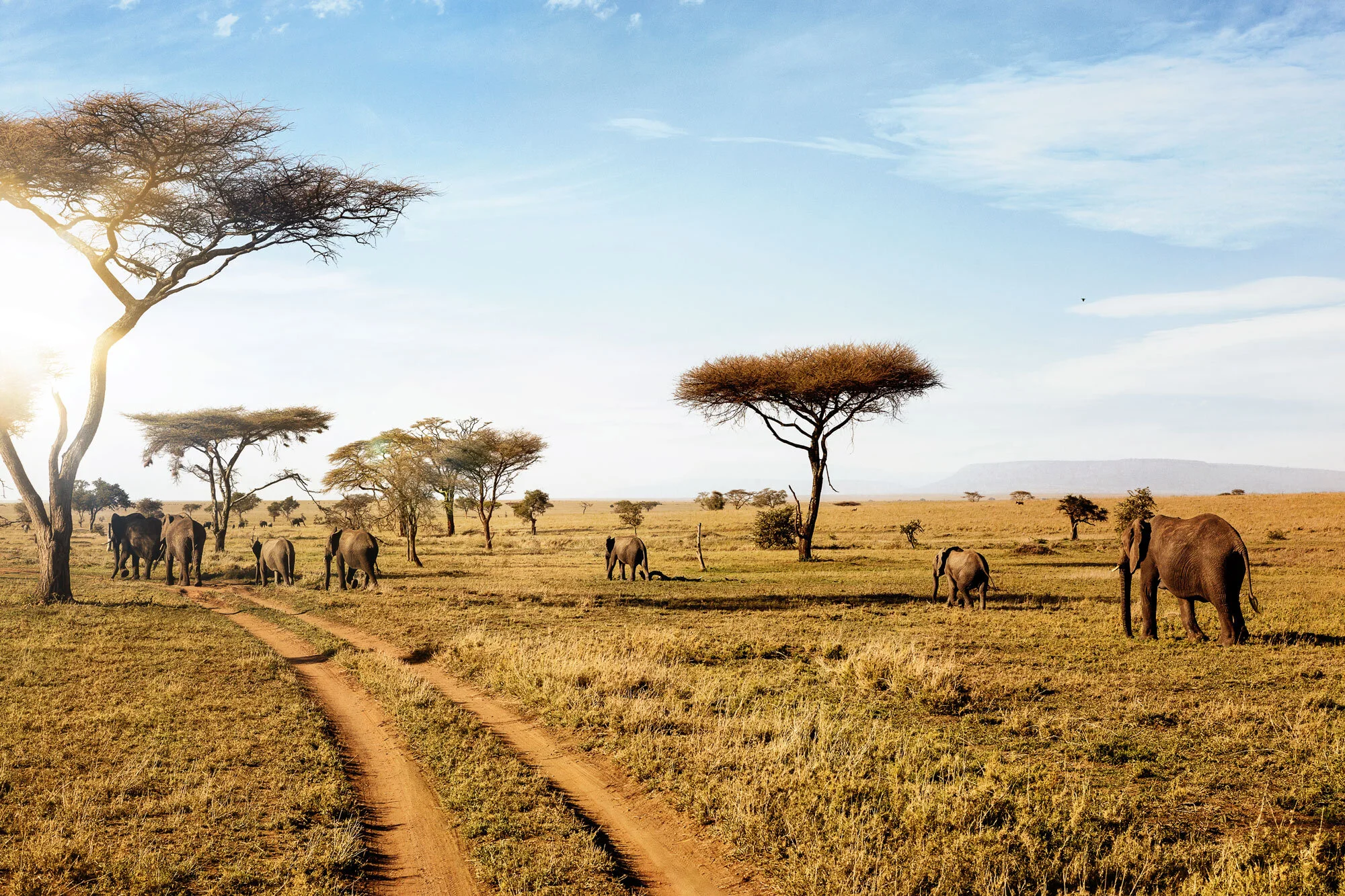 Sawgrass Spotlight: BTC Safaris