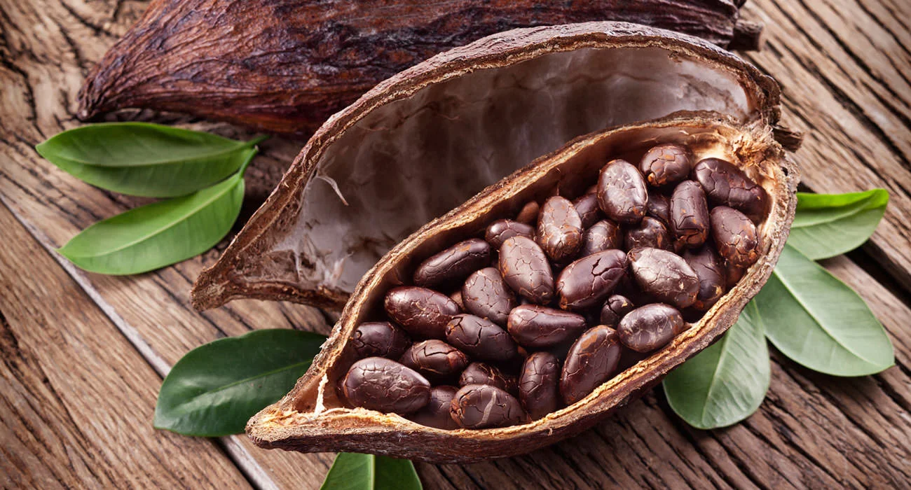 natural chocolate cocoa beans