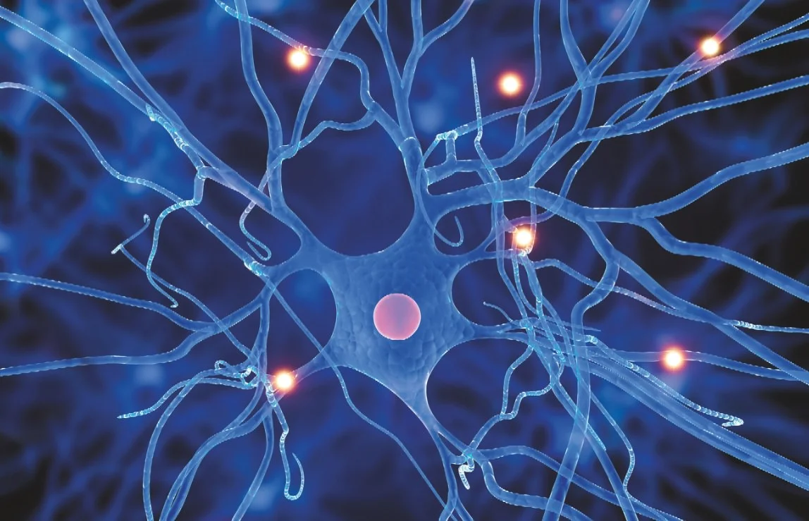 neuron health autophagy intermittent fasting