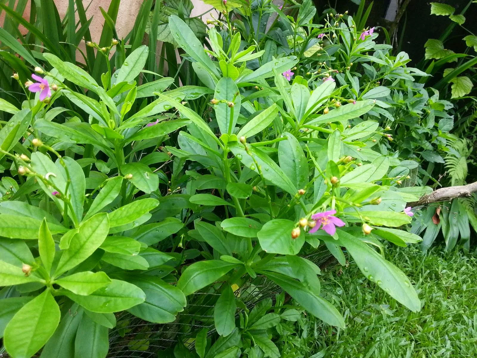 panax ginseng root plant