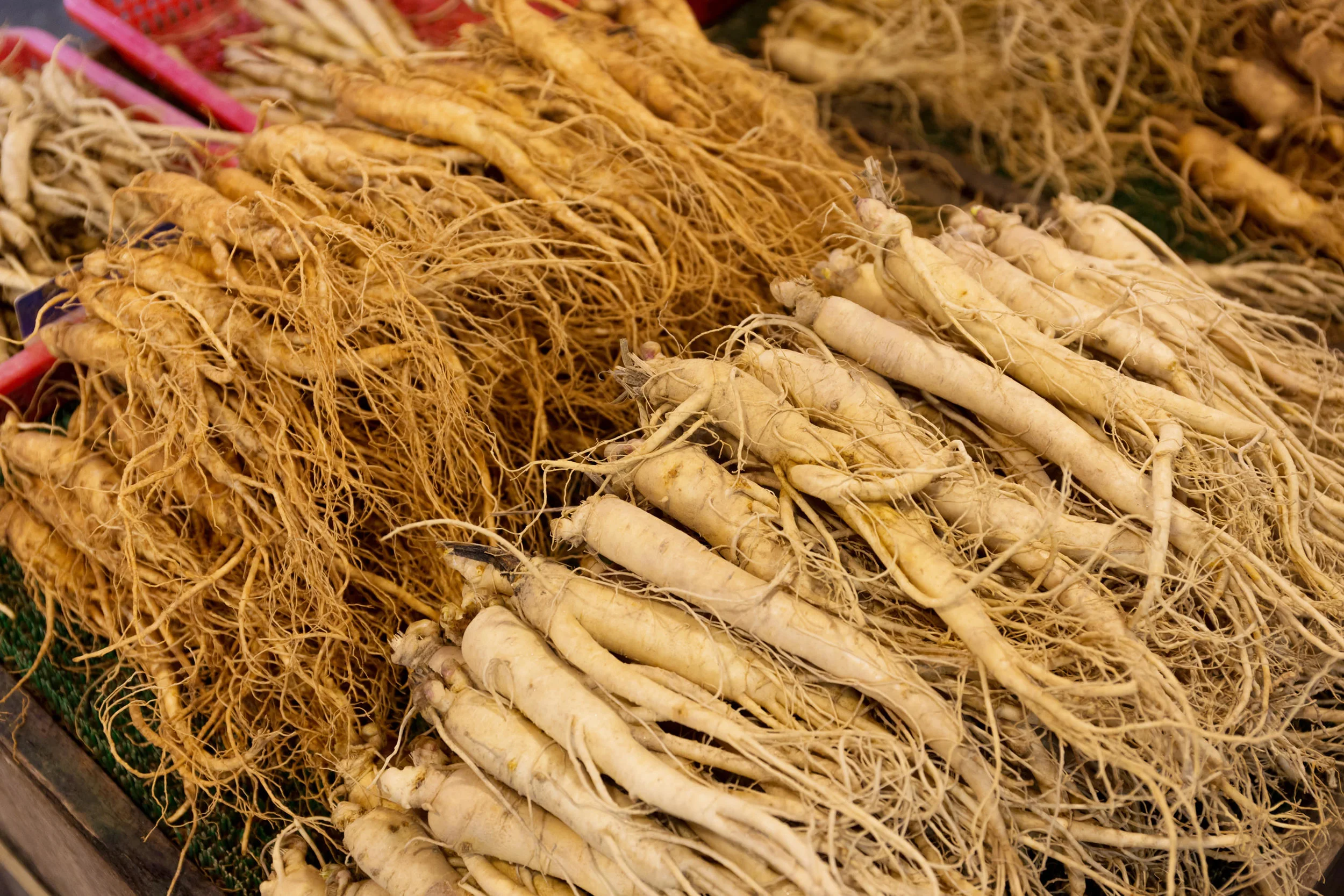 red ginseng panax ginseng roots